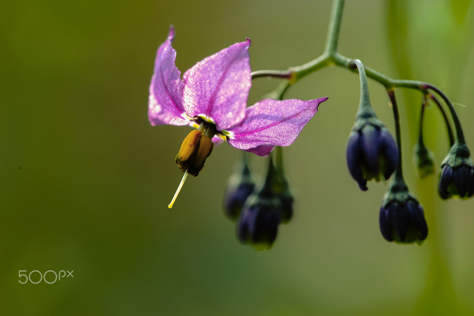100mm F2.8 OSS sample photo. Flower photography