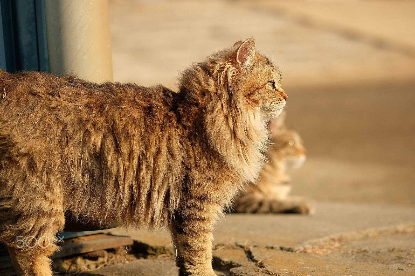Fujifilm X-M1 + Fujifilm XF 60mm F2.4 R Macro sample photo. Cat photography