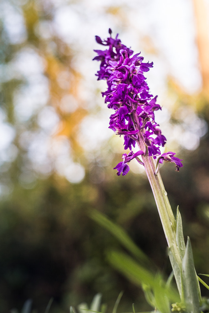 Canon EF 28-80mm f/3.5-5.6 sample photo. Dactylorhiza praetermissa photography