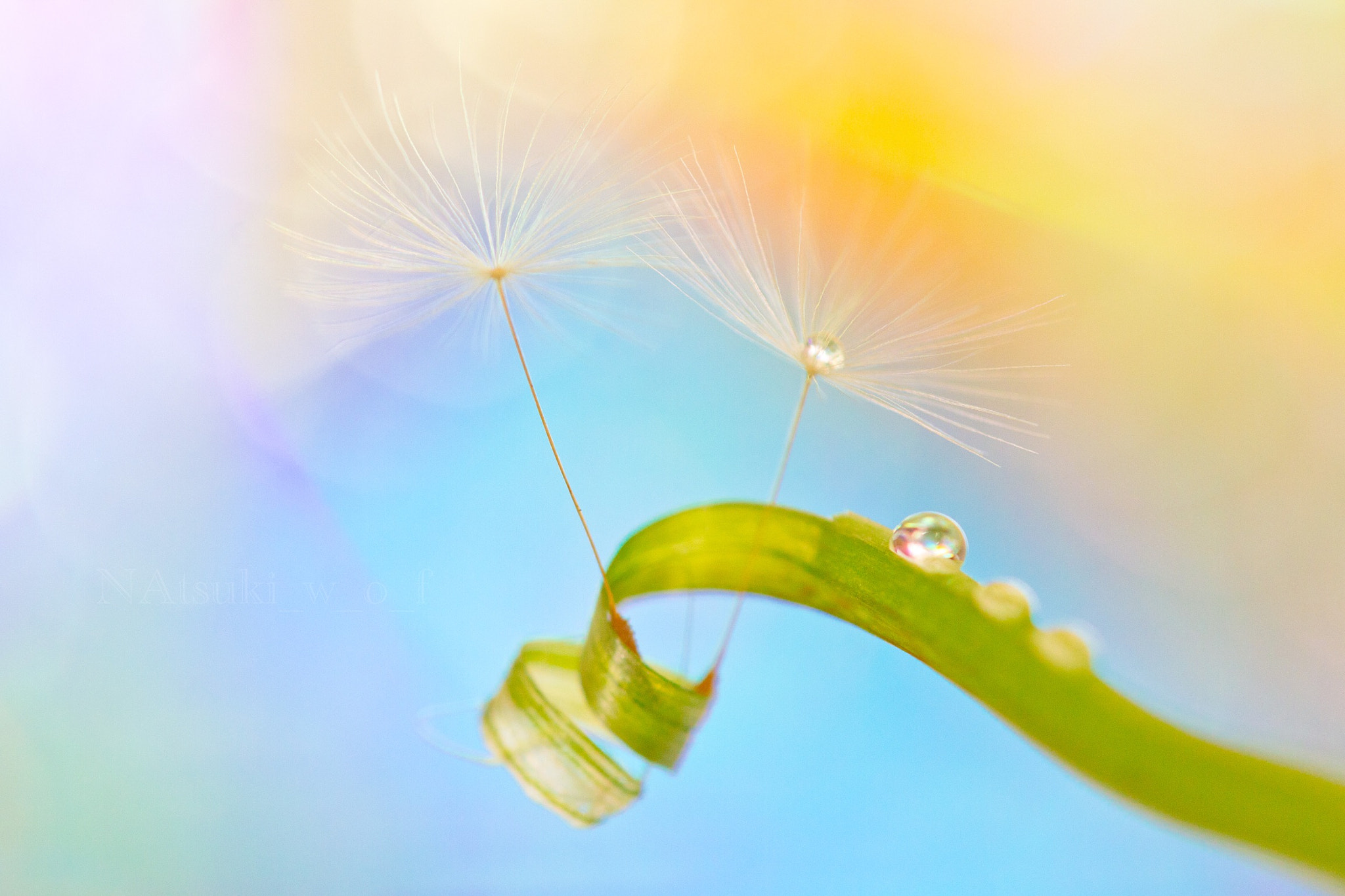 Tamron SP AF 180mm F3.5 Di LD (IF) Macro sample photo. Fantasy world photography