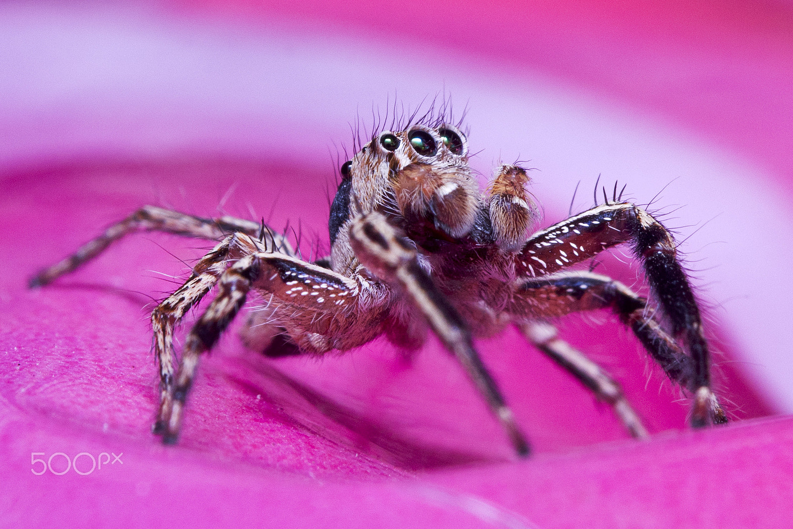 AF Zoom-Nikkor 35-135mm f/3.5-4.5 sample photo. Hairy photography