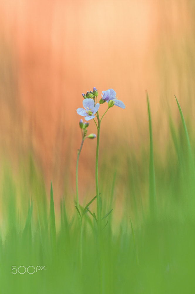 Sigma 150mm F2.8 EX DG Macro HSM sample photo. Spring meadow photography