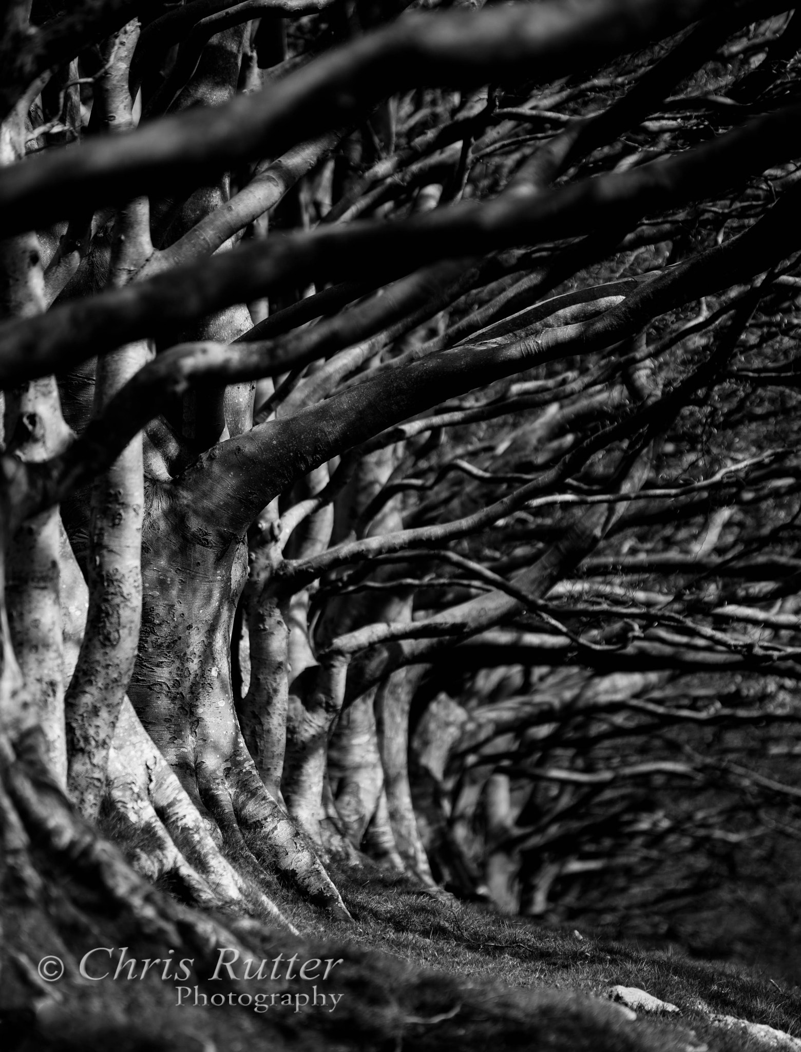 Sigma 70-200mm F2.8 EX DG OS HSM sample photo. Draycott sleights trees photography