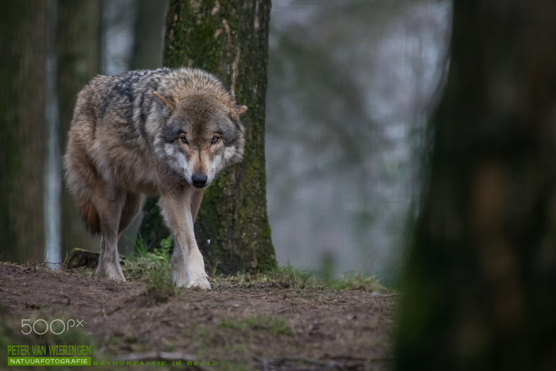 Sigma 50-500mm F4.5-6.3 DG OS HSM sample photo. Wolf, canis lupus photography
