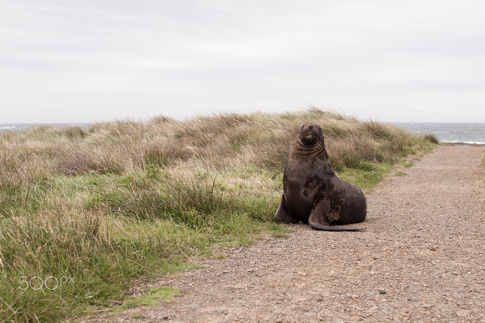 Sigma 30mm F1.4 EX DC HSM sample photo. Majestic sea lion photography