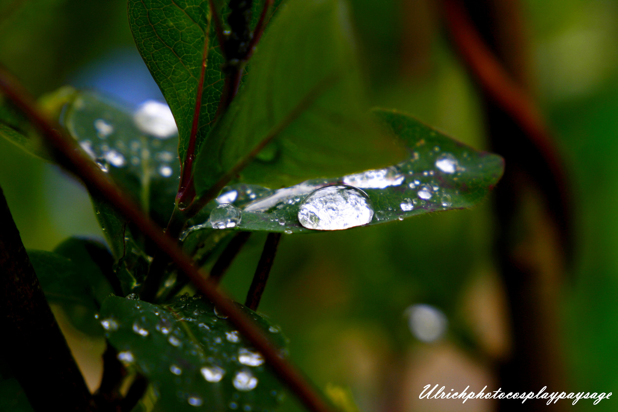 Canon EF 24-105mm F3.5-5.6 IS STM sample photo. Goutte d'eau photography