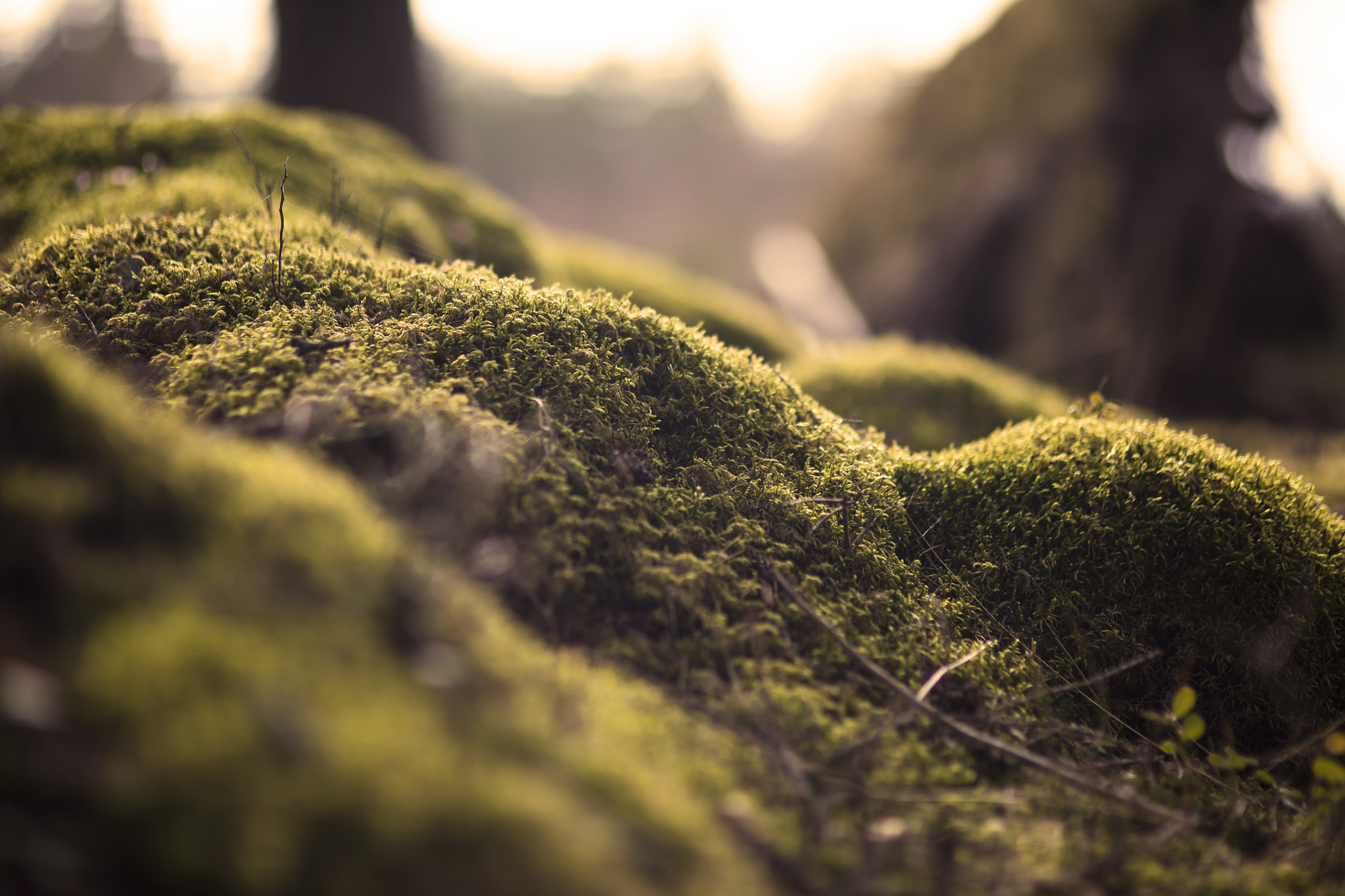 Sigma 85mm F1.4 EX DG HSM sample photo. Moss in the forest photography