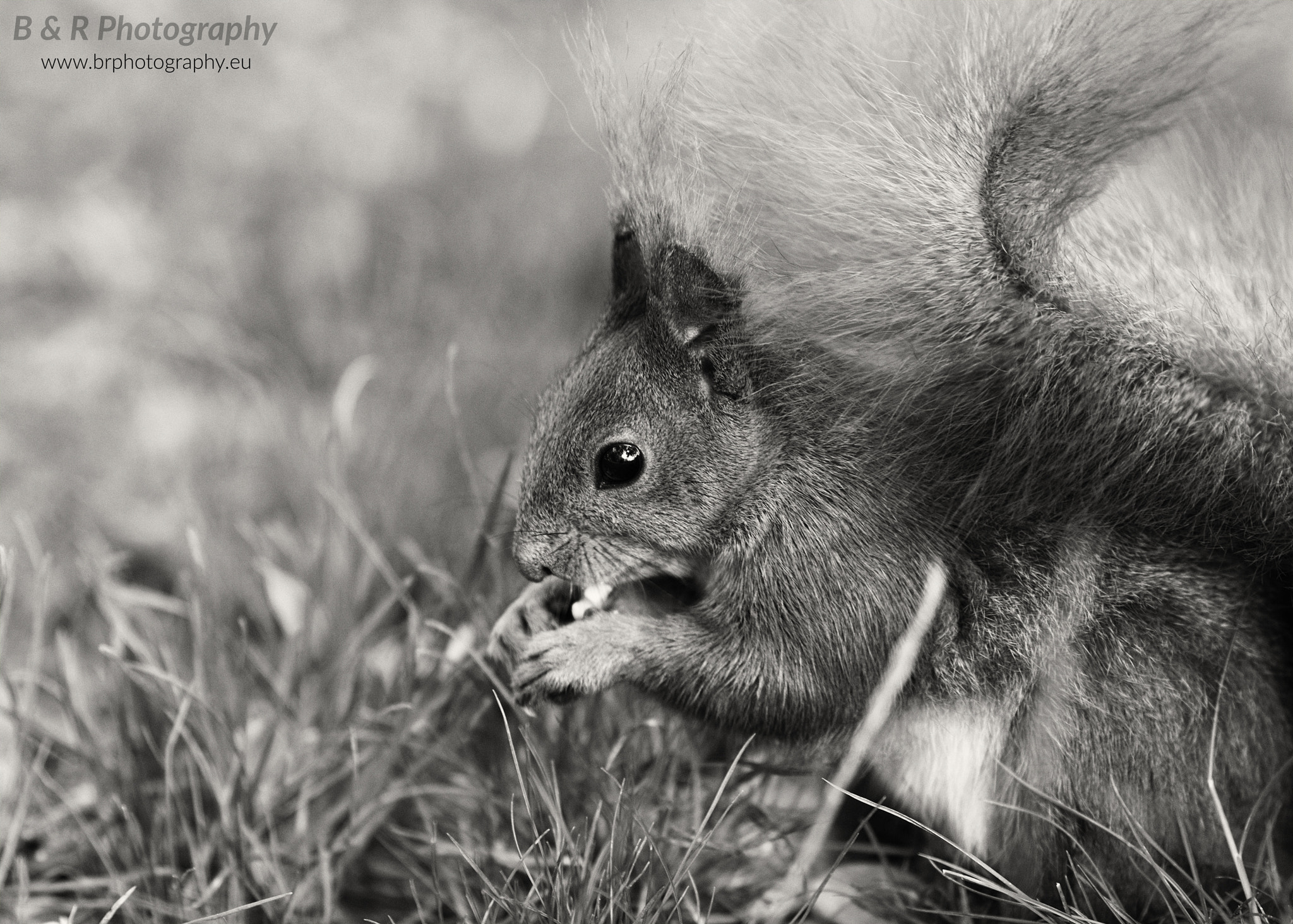 Canon EOS 60D + Canon EF 135mm F2L USM sample photo. Squirrel photography