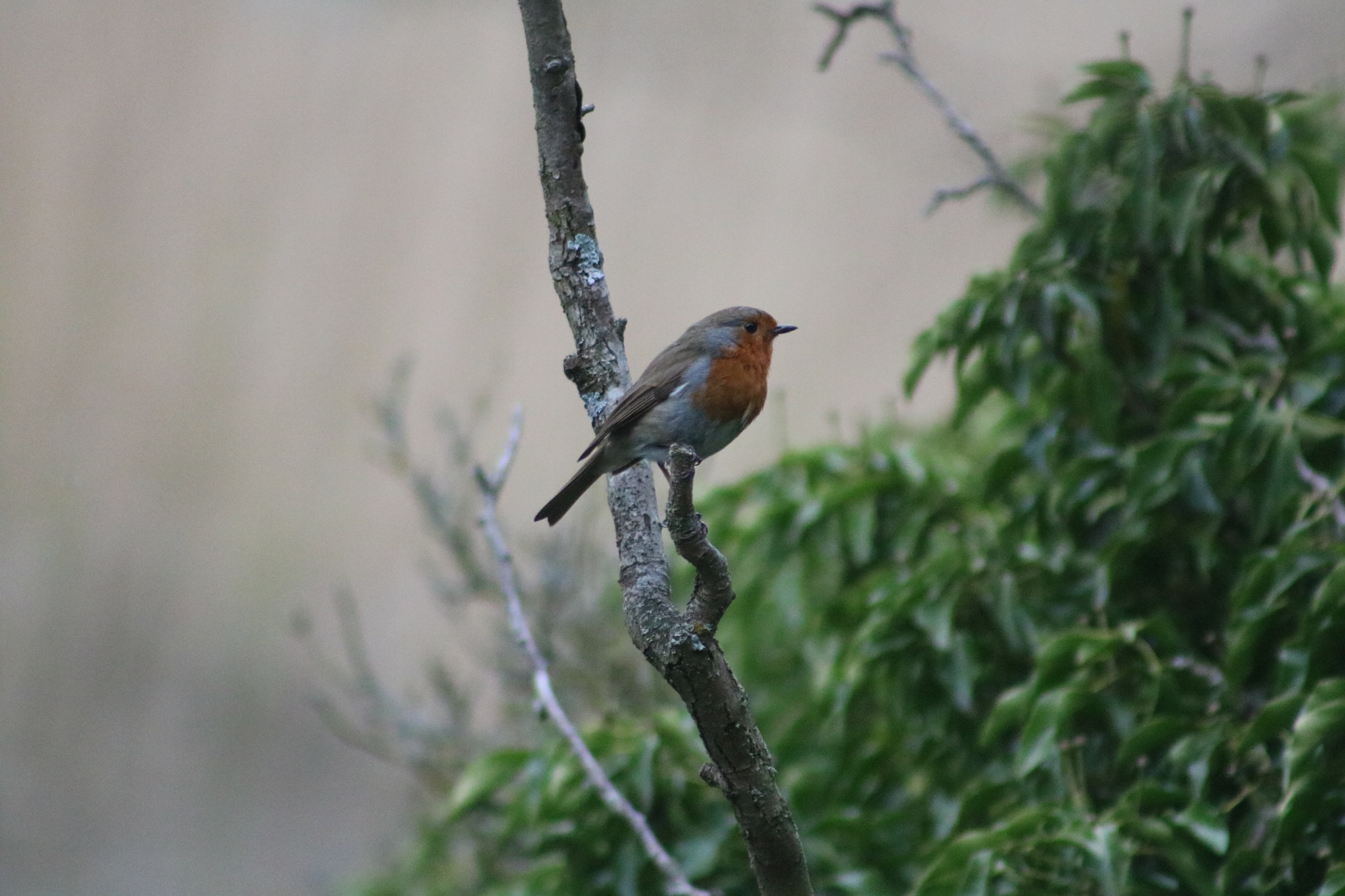 Canon EF 75-300mm f/4-5.6 USM sample photo