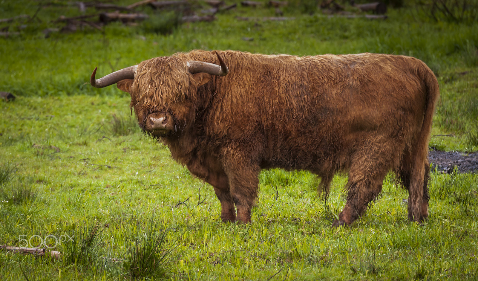 Sigma 150-600mm F5-6.3 DG OS HSM | S sample photo. Highland taurus photography