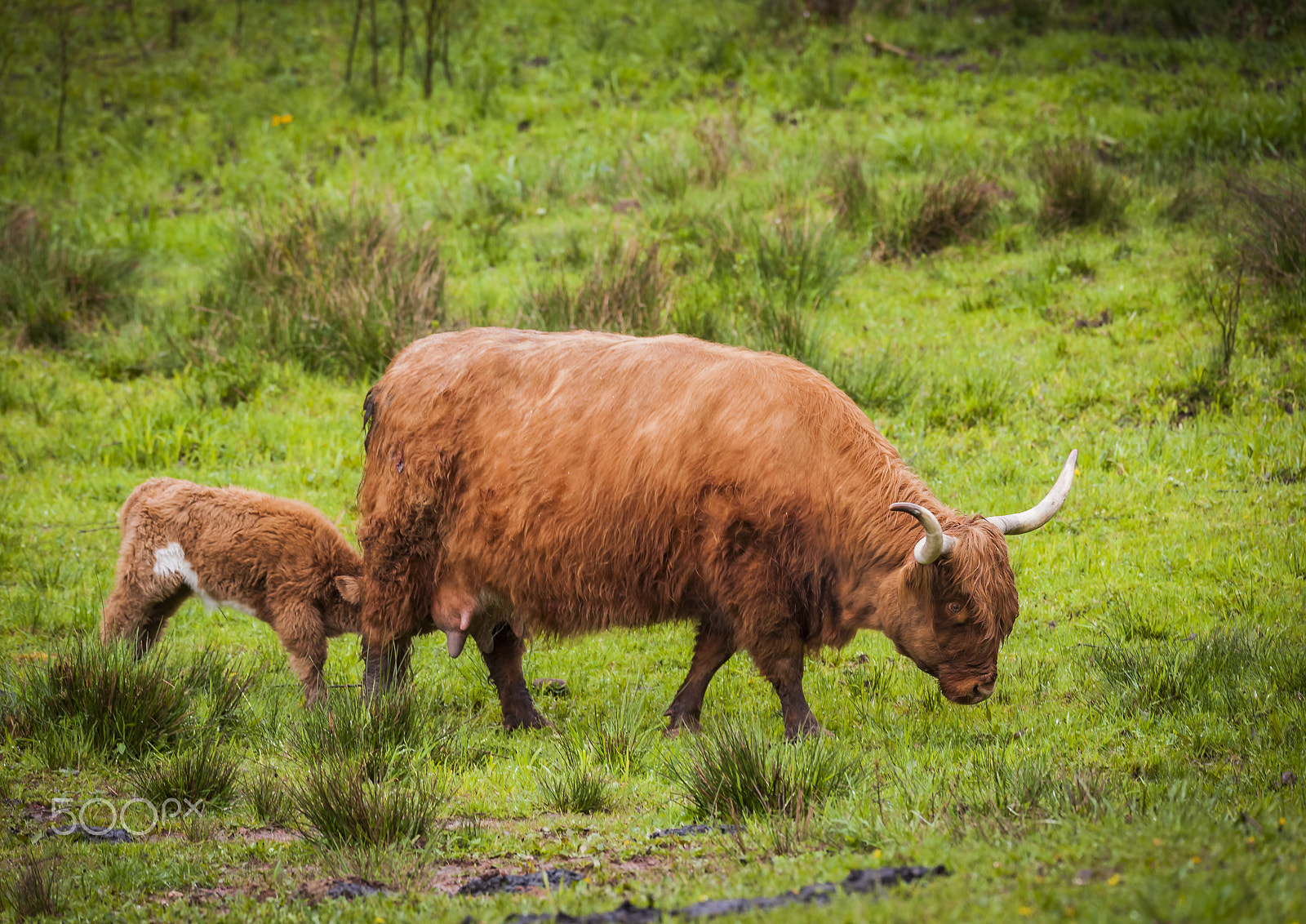 Sigma 150-600mm F5-6.3 DG OS HSM | S sample photo. Mum & ... photography