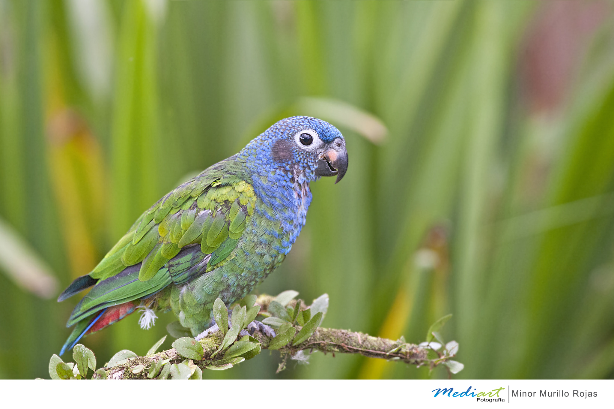 Nikon D700 + Nikon AF-S Nikkor 300mm F4D ED-IF sample photo. Blue headed parrot photography