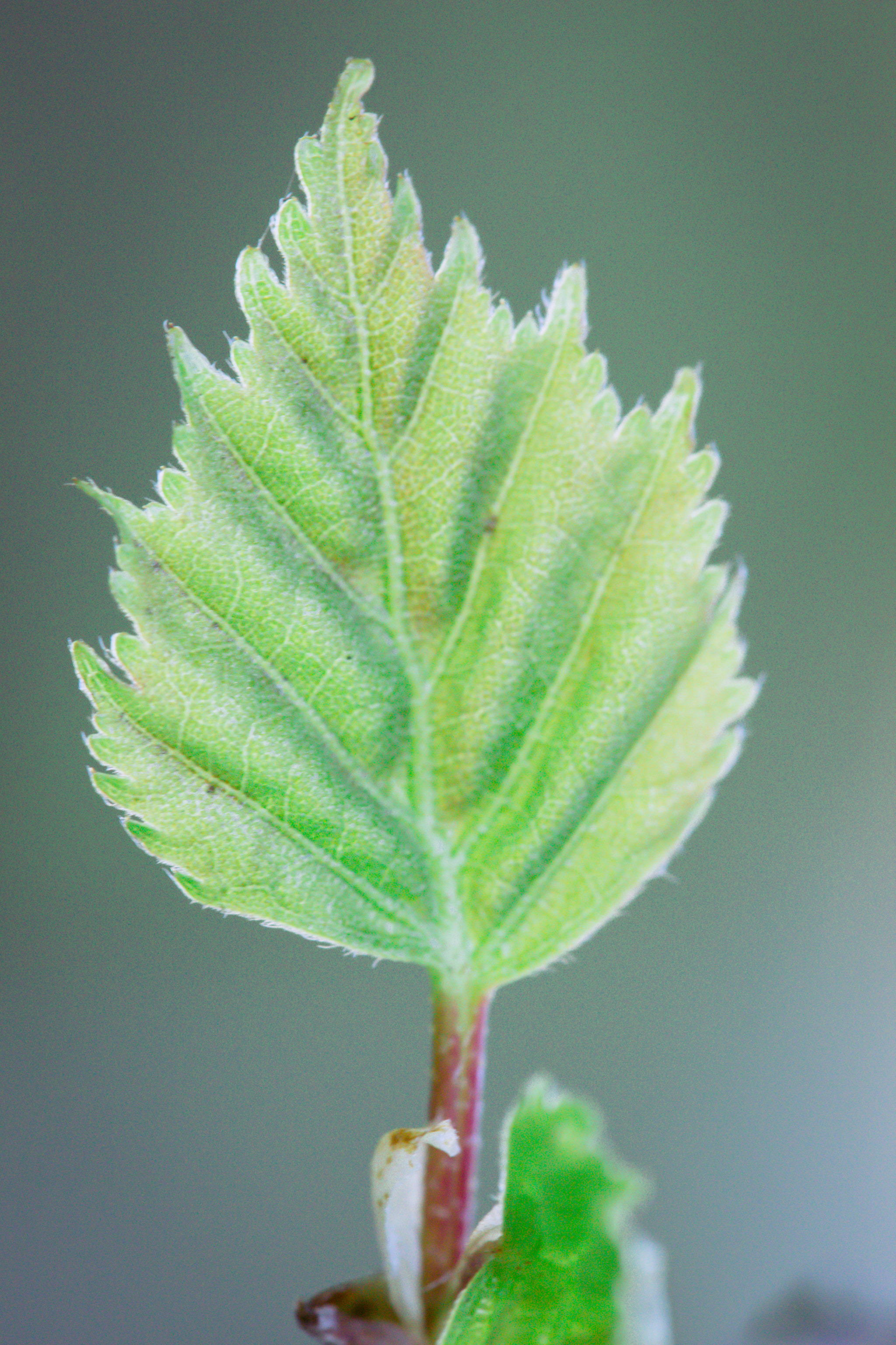 Tamron SP AF 60mm F2 Di II LD IF Macro sample photo. Leafy photography
