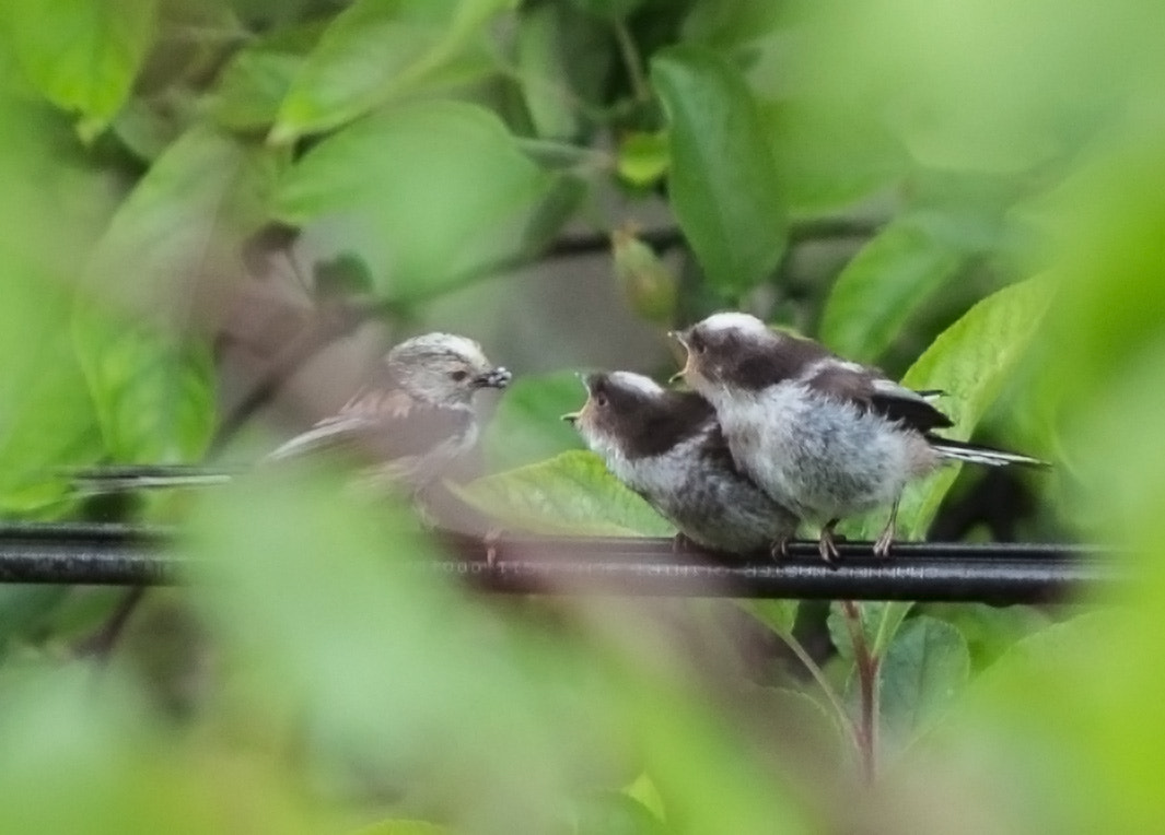 Canon EOS 700D (EOS Rebel T5i / EOS Kiss X7i) + Canon EF 200mm F2.8L II USM sample photo. Breadwinner's plight photography