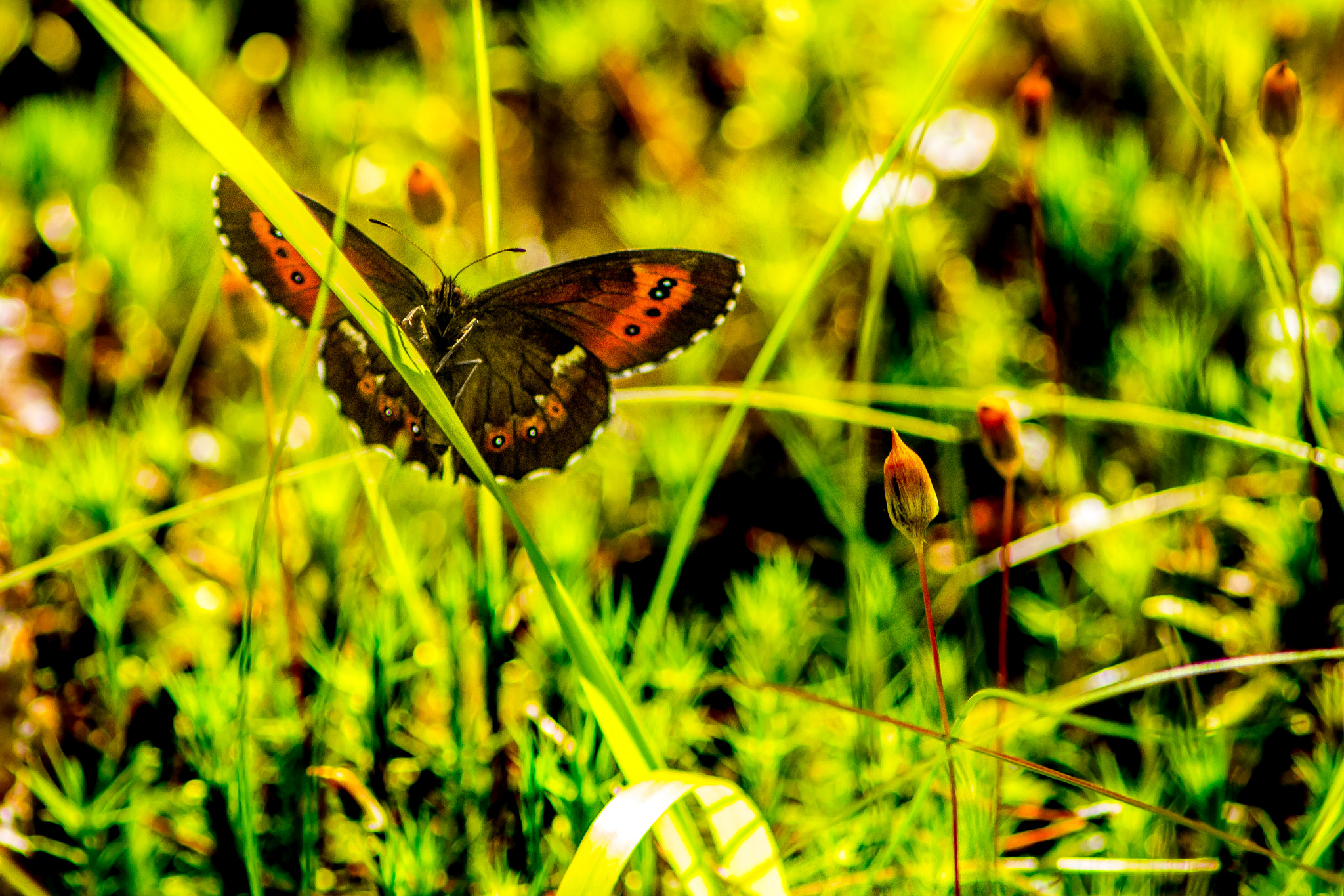 Canon EF 200mm f/2.8L II + 2x sample photo. The admiral photography