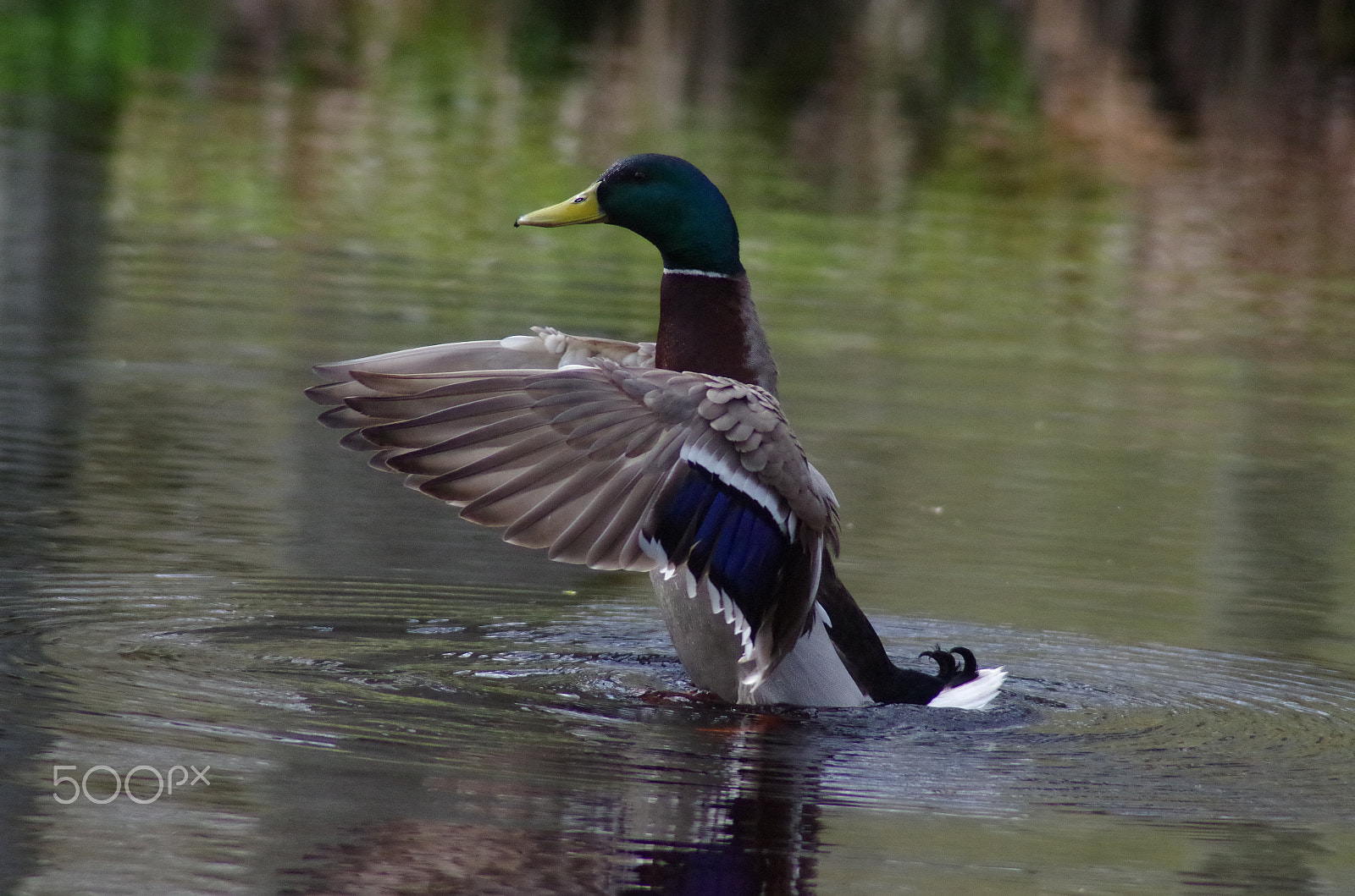 Pentax K-50 + Tamron AF 70-300mm F4-5.6 Di LD Macro sample photo. Duck - anka photography