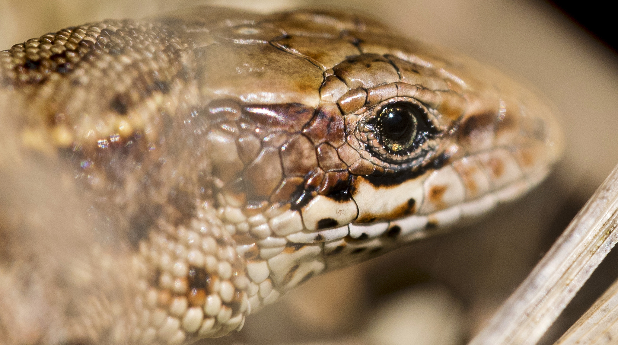 Sigma 150mm F2.8 EX DG Macro HSM sample photo. Lizard macro photography