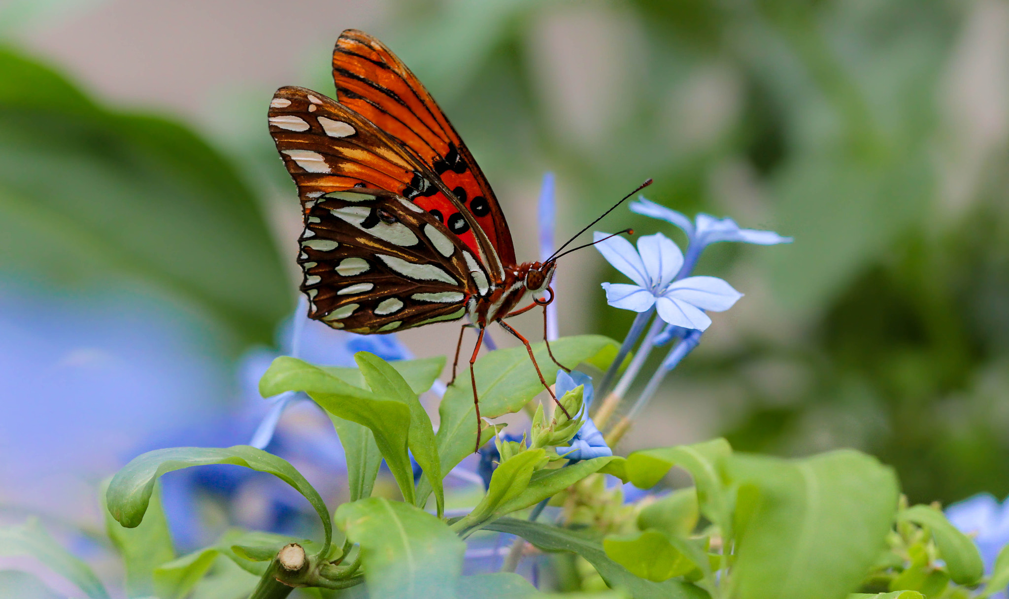 Canon EF 100mm F2.8 Macro USM sample photo. Wings of fancy! photography