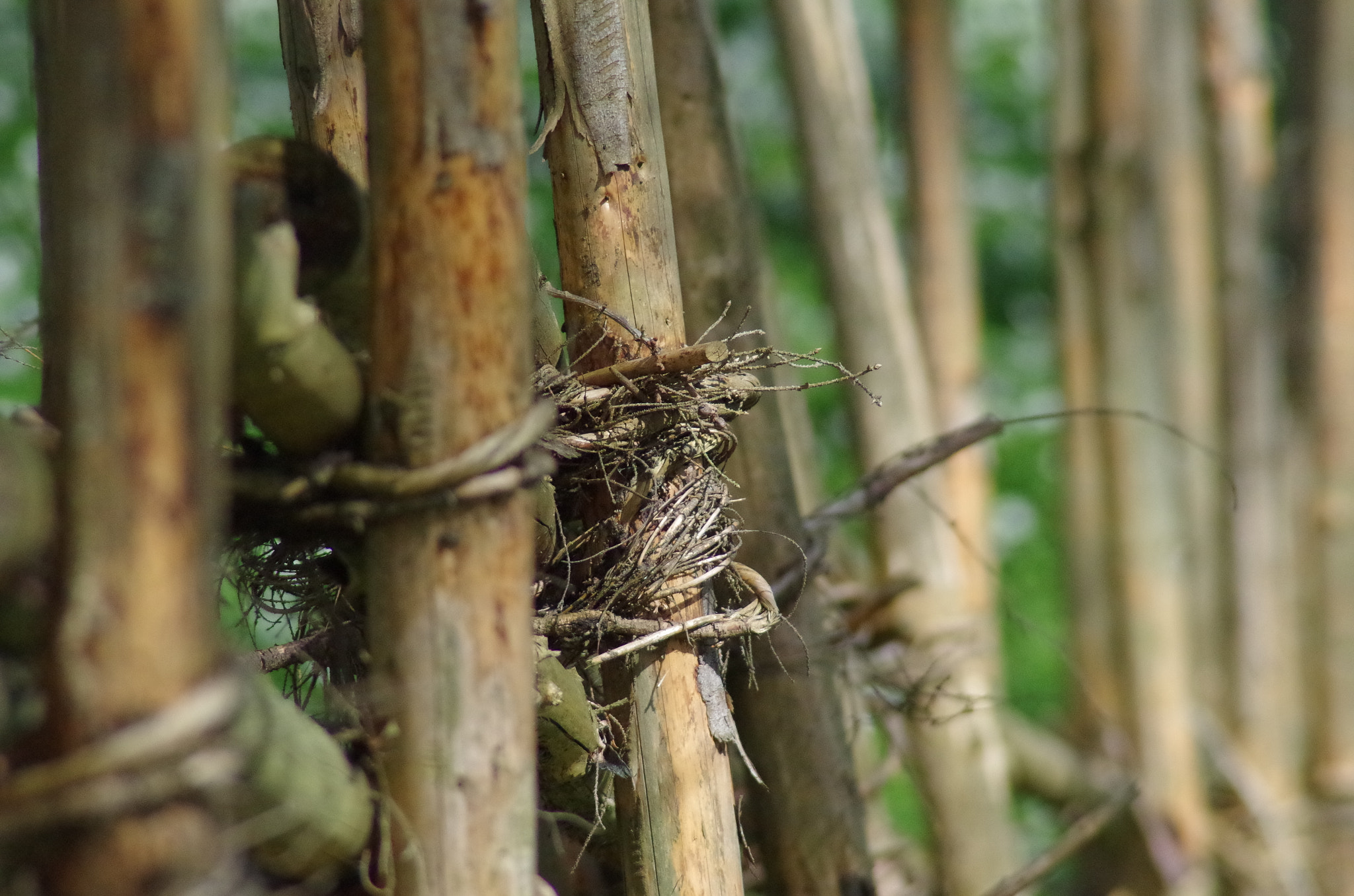 Pentax K-50 + Tamron AF 70-300mm F4-5.6 Di LD Macro sample photo. Fens photography