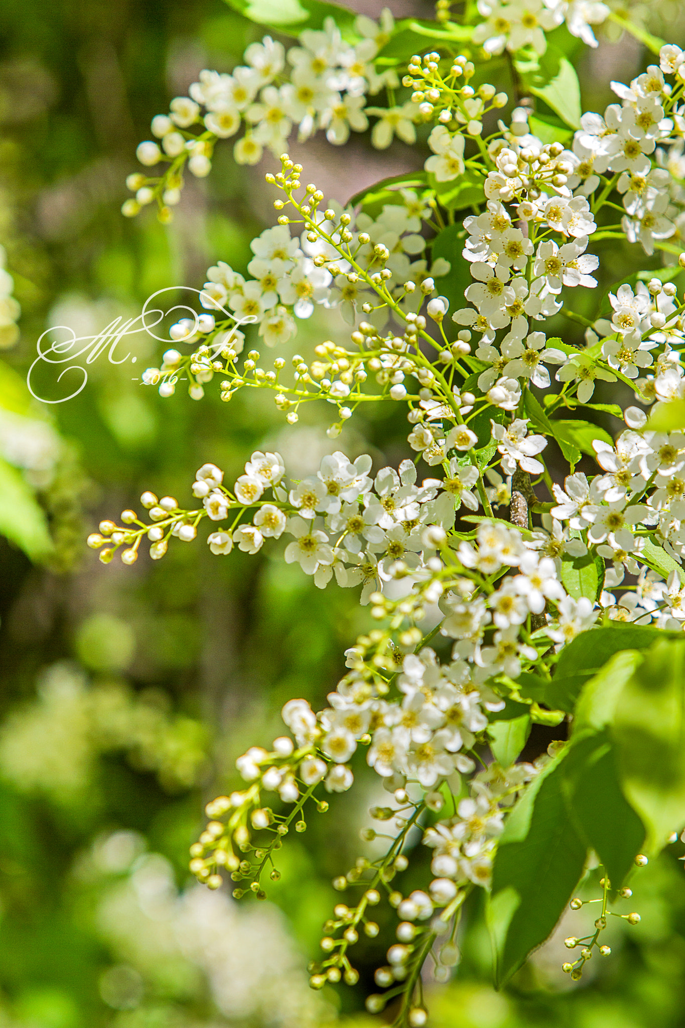 Canon EF 70-200mm F2.8L IS USM sample photo. Черемуха photography