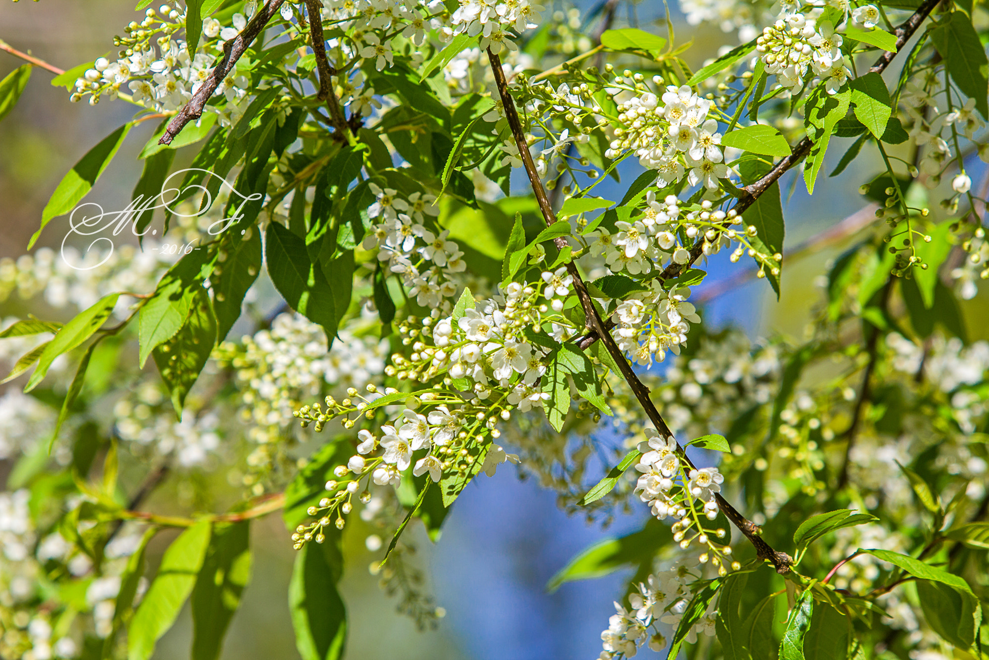 Canon EF 70-200mm F2.8L IS USM sample photo. Черемуха photography