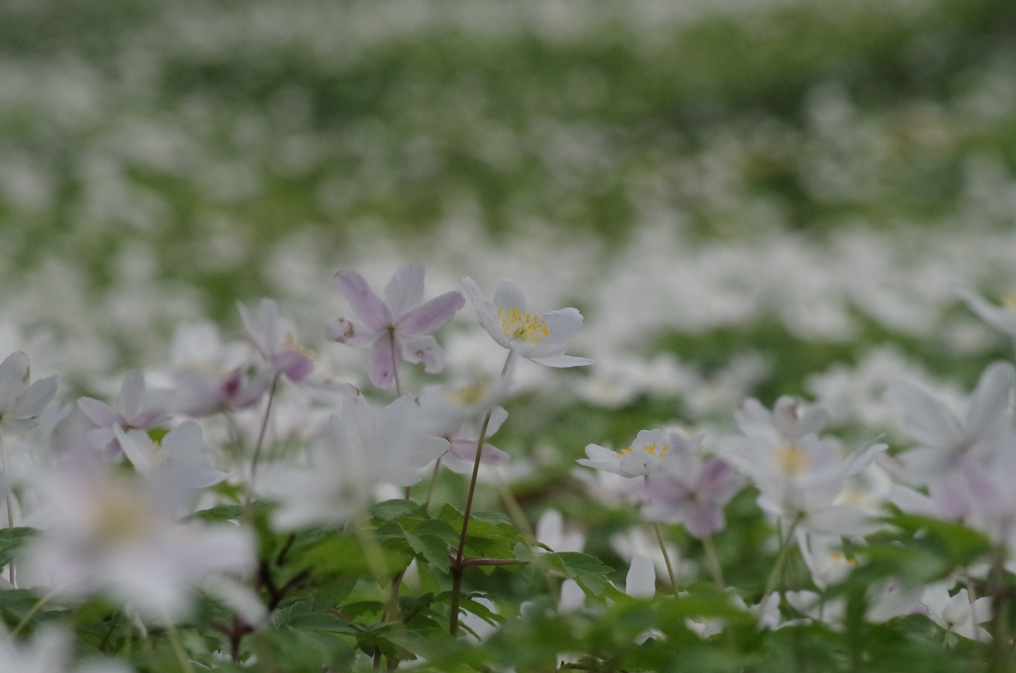 Tamron AF 70-300mm F4-5.6 Di LD Macro sample photo. Vitsippor flora  photography