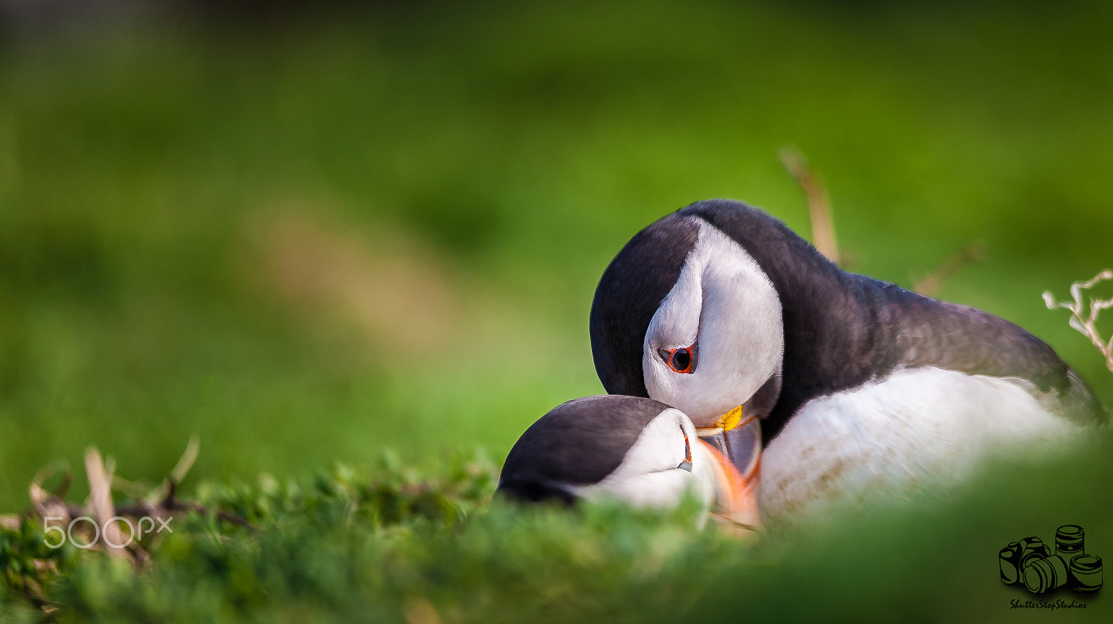 Canon EOS 5D + Sigma 150-500mm F5-6.3 DG OS HSM sample photo. Puffin cuddle photography