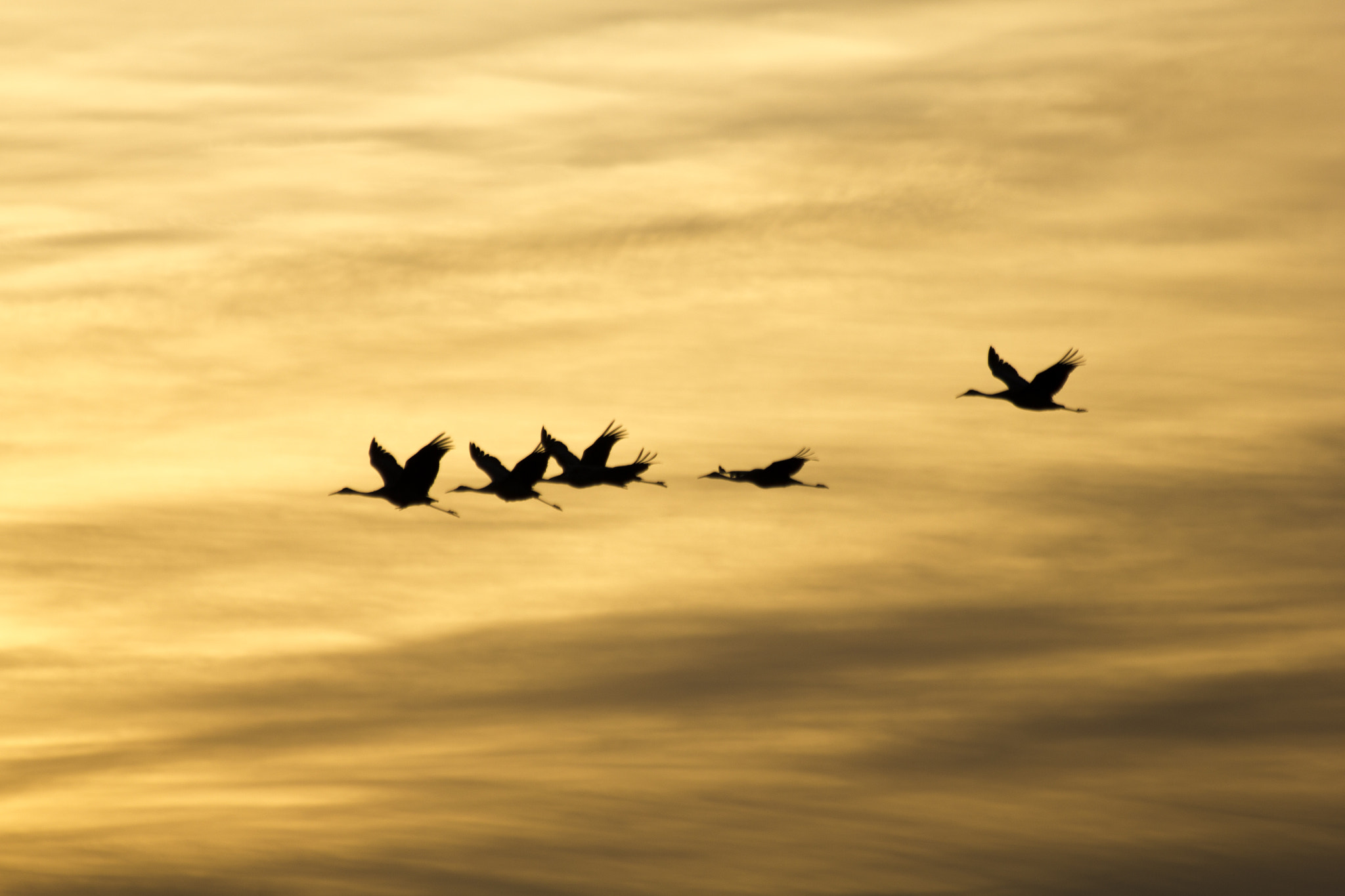 Canon EF 70-300mm F4-5.6 IS USM sample photo. Sandhill sunrise photography