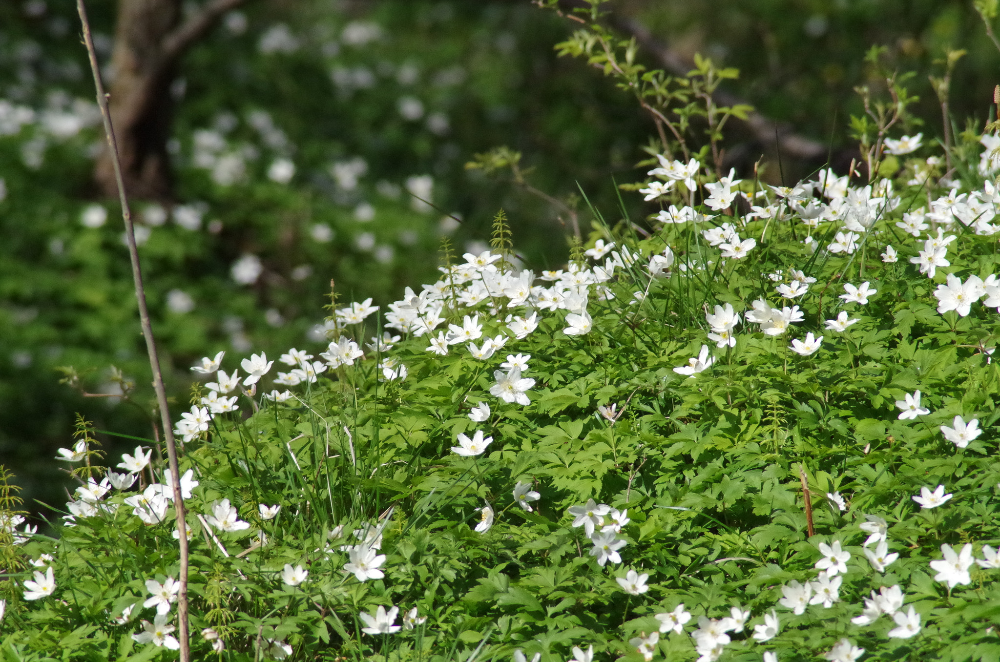 Pentax K-50 + Tamron AF 70-300mm F4-5.6 Di LD Macro sample photo. Vitsippor flora photography