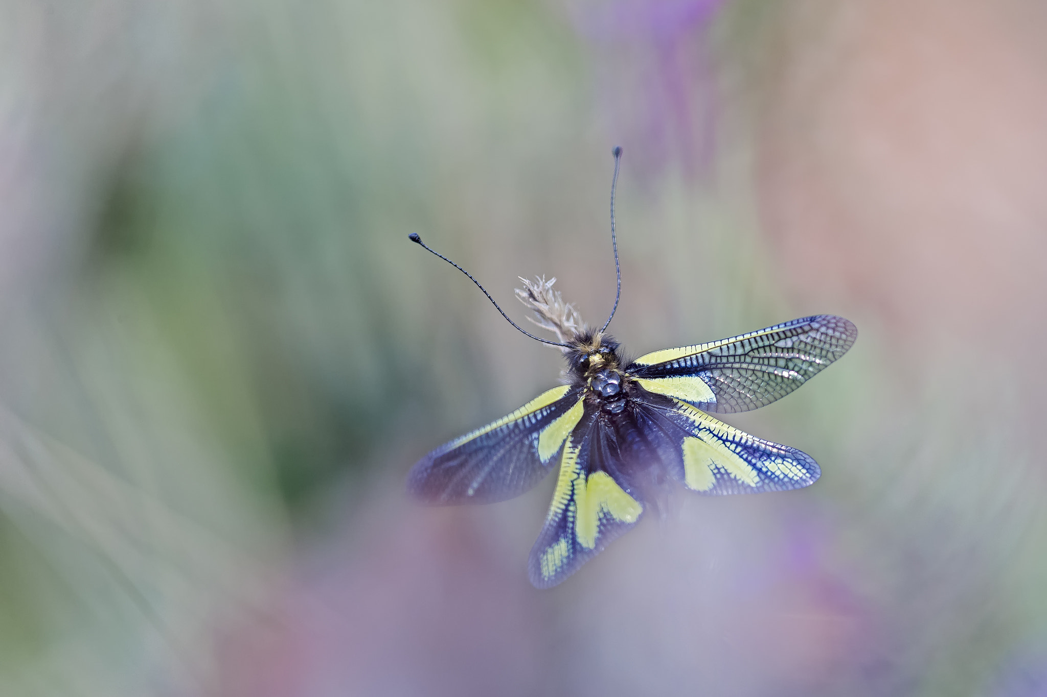 Canon EF 100mm F2.8 Macro USM sample photo. Libelloides coccajus photography