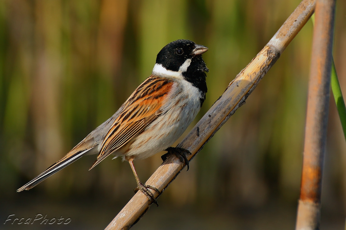 Canon EOS 450D (EOS Rebel XSi / EOS Kiss X2) sample photo. Emberiza schoeniclus, strnad rákosní photography