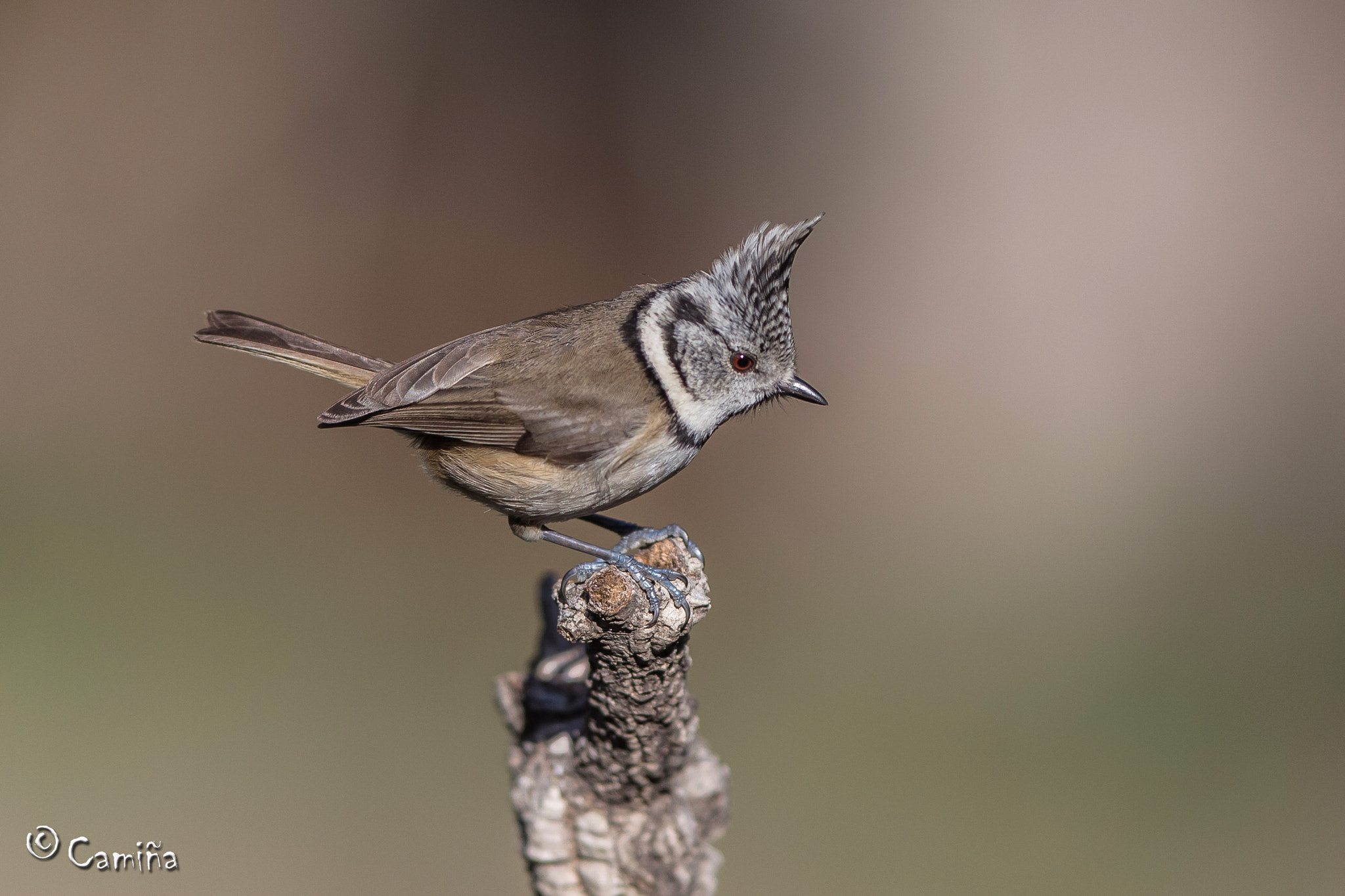 Canon EF 300mm F2.8L IS USM sample photo