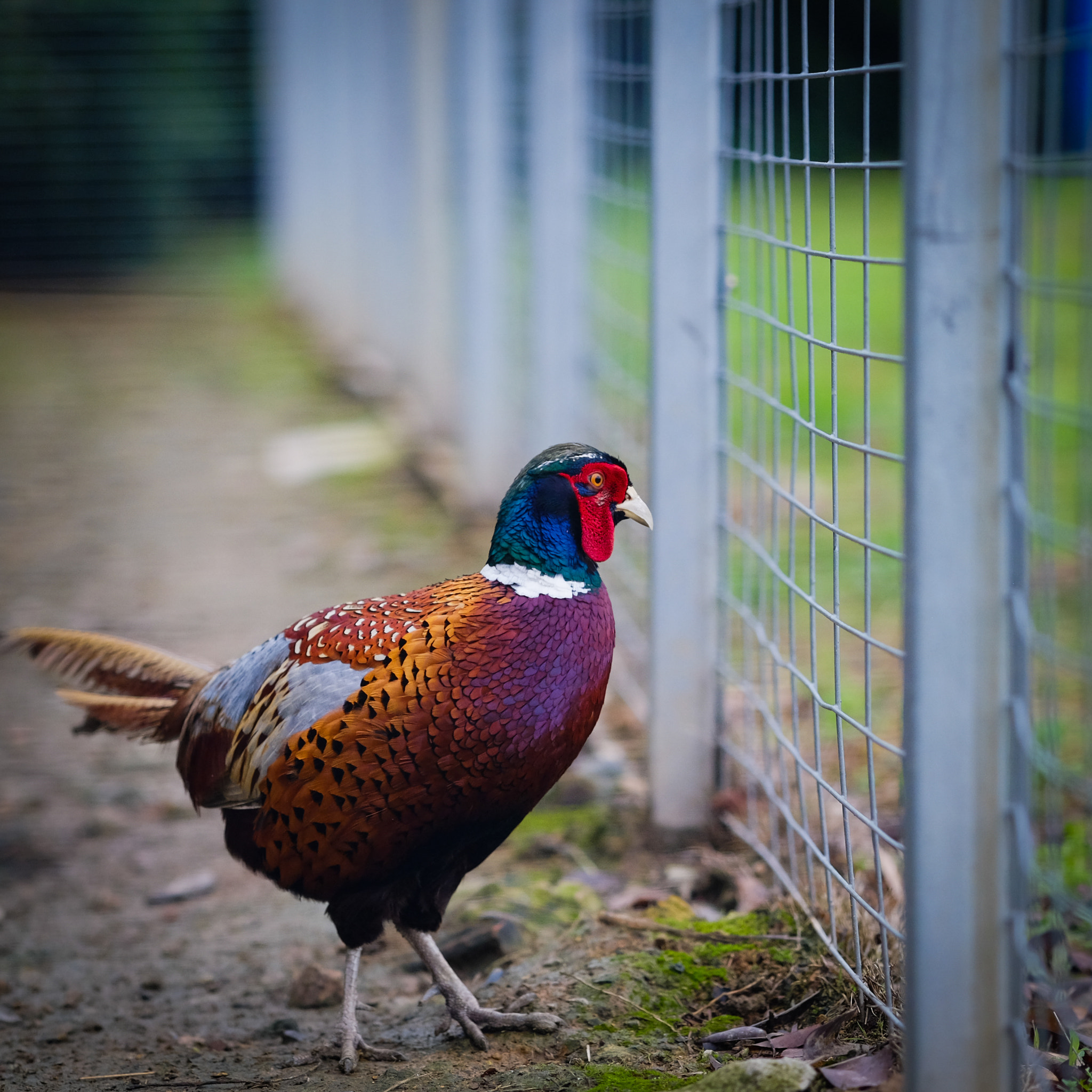 Fujifilm X-E2 + Fujifilm XF 90mm F2 R LM WR sample photo. Desire photography