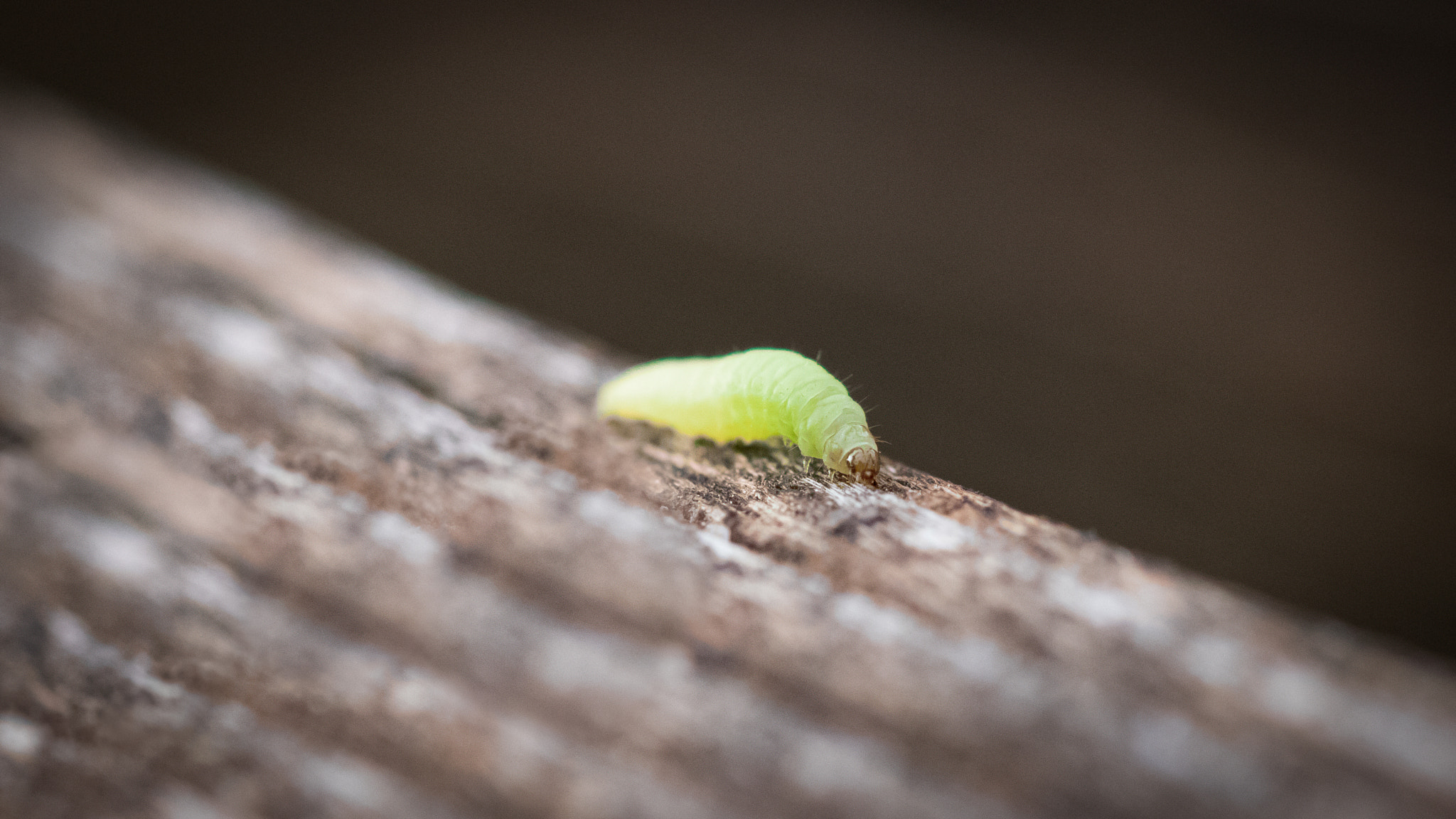 Canon EOS 750D (EOS Rebel T6i / EOS Kiss X8i) + Canon EF 100mm F2.8L Macro IS USM sample photo. Caterpillar photography