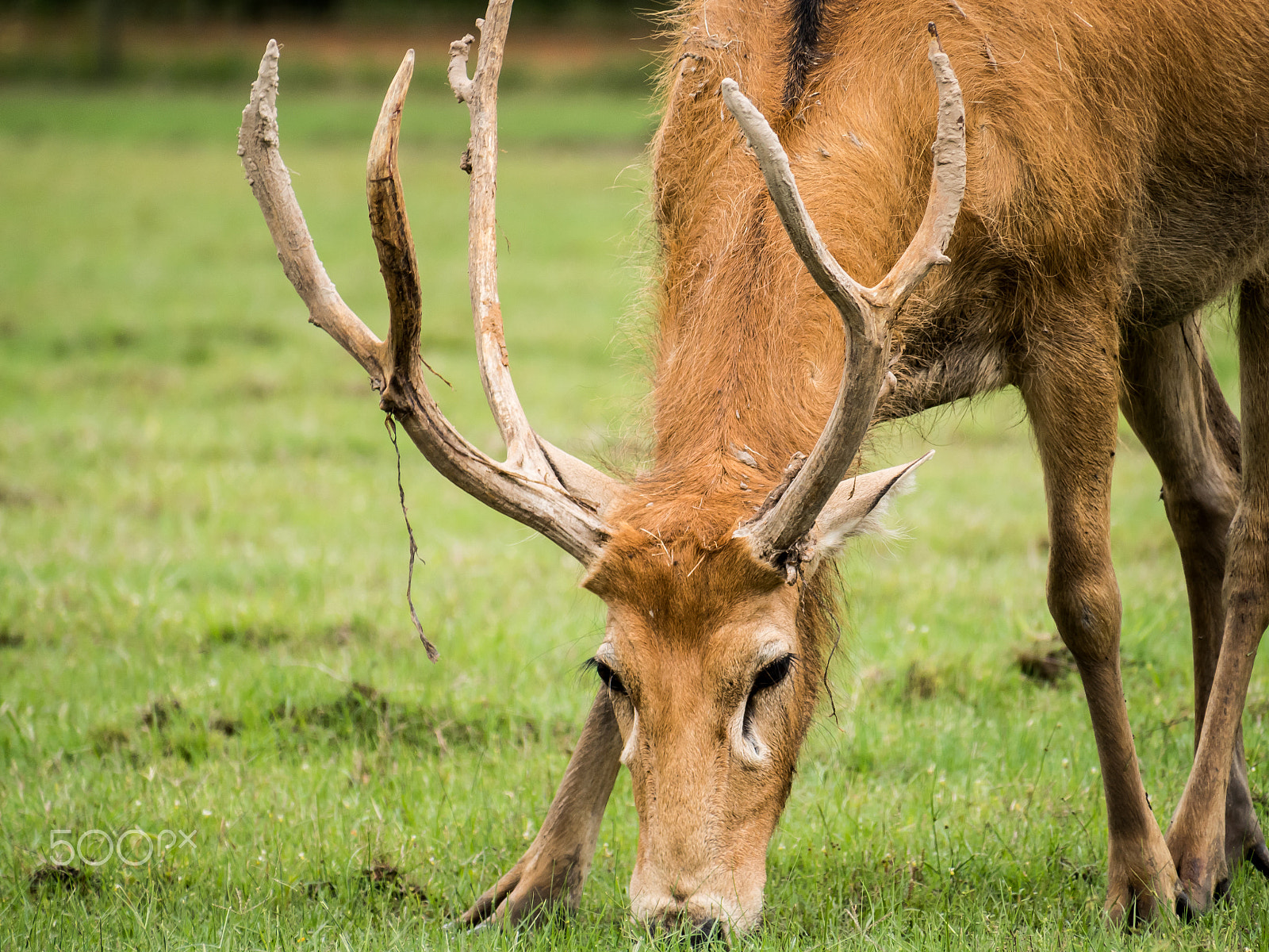 Panasonic Lumix DMC-GH4 sample photo. Eating some grass photography