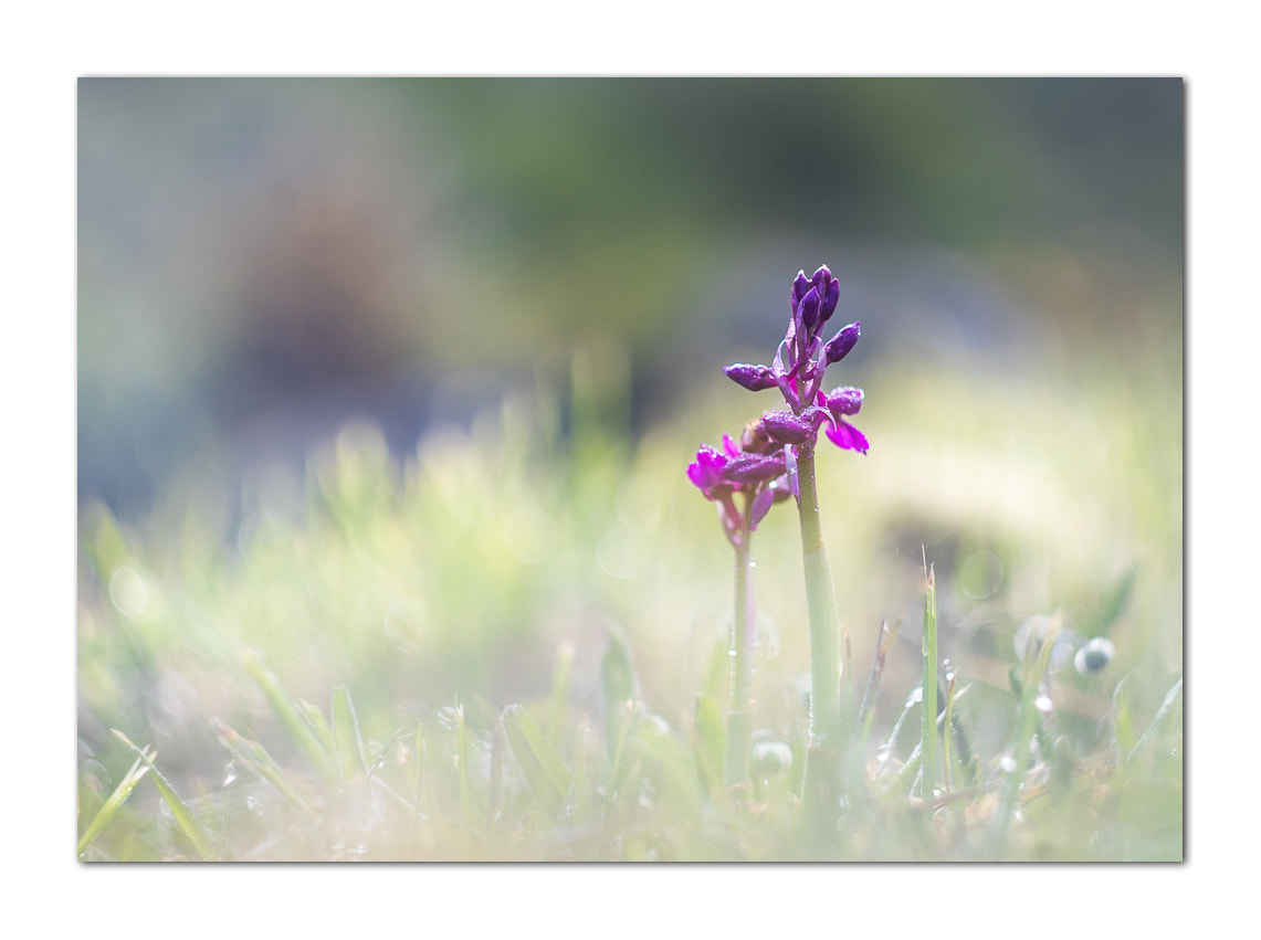 Canon EF 28-80mm f/3.5-5.6 sample photo. Sweety orchid photography