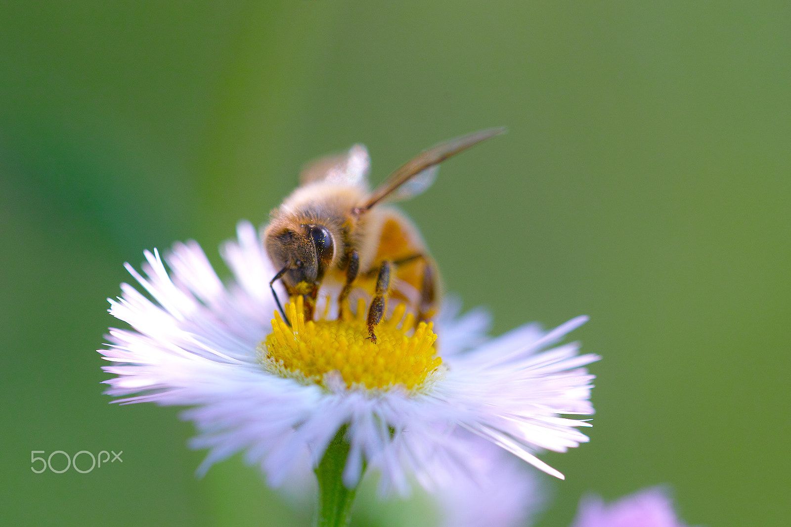 Sigma SD1 sample photo. Lunchtime photography