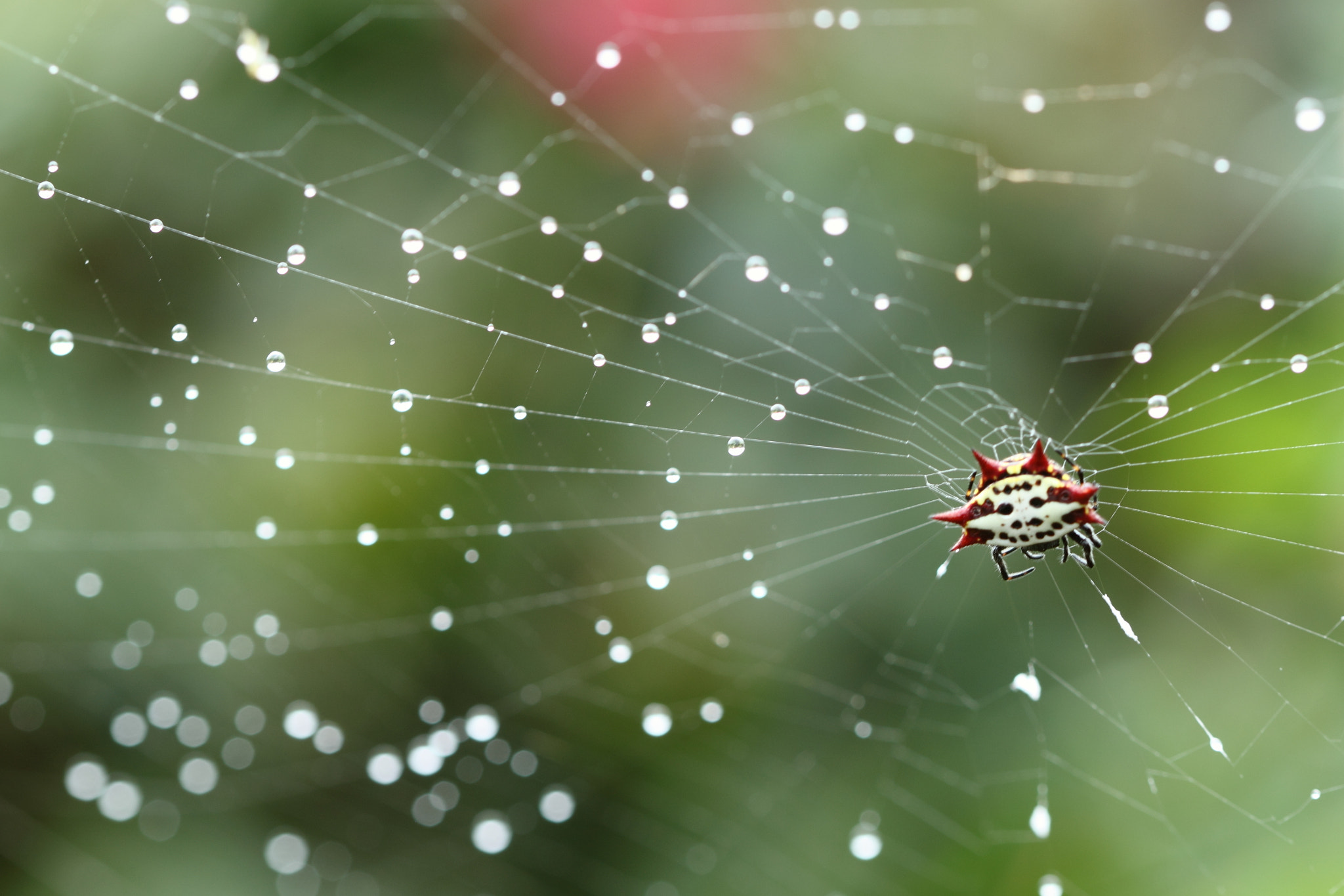 Canon EF 100mm F2.8 Macro USM sample photo. The rain snarer photography