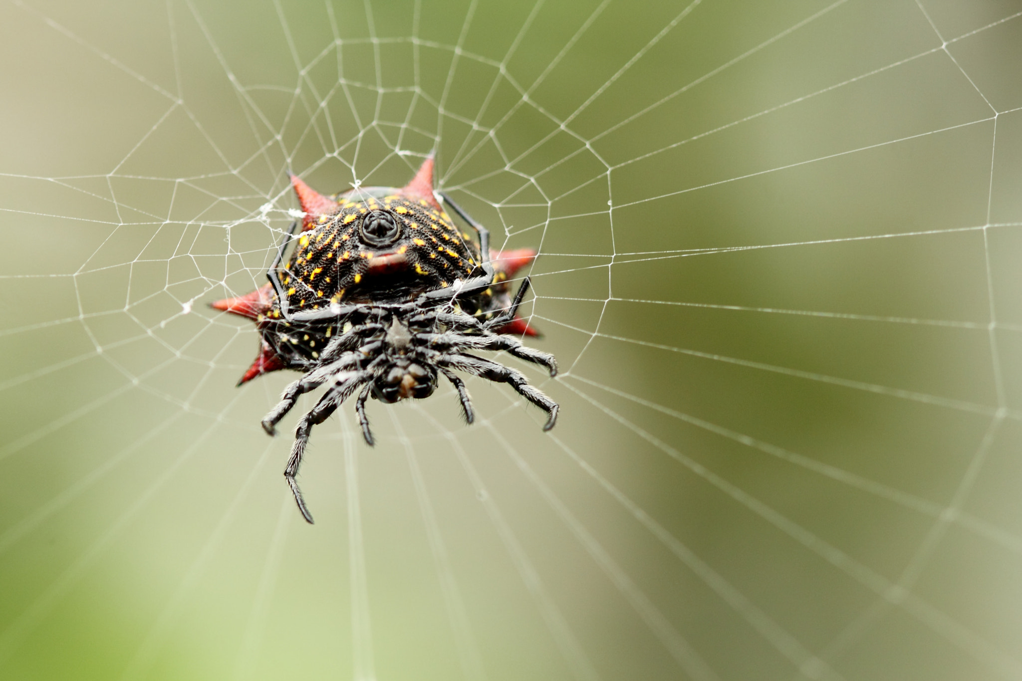 Canon EF 100mm F2.8 Macro USM sample photo. Spiny orb weaver photography