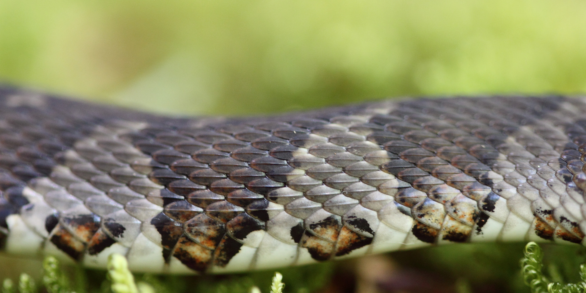 Canon EF 100mm F2.8 Macro USM sample photo. Slither photography
