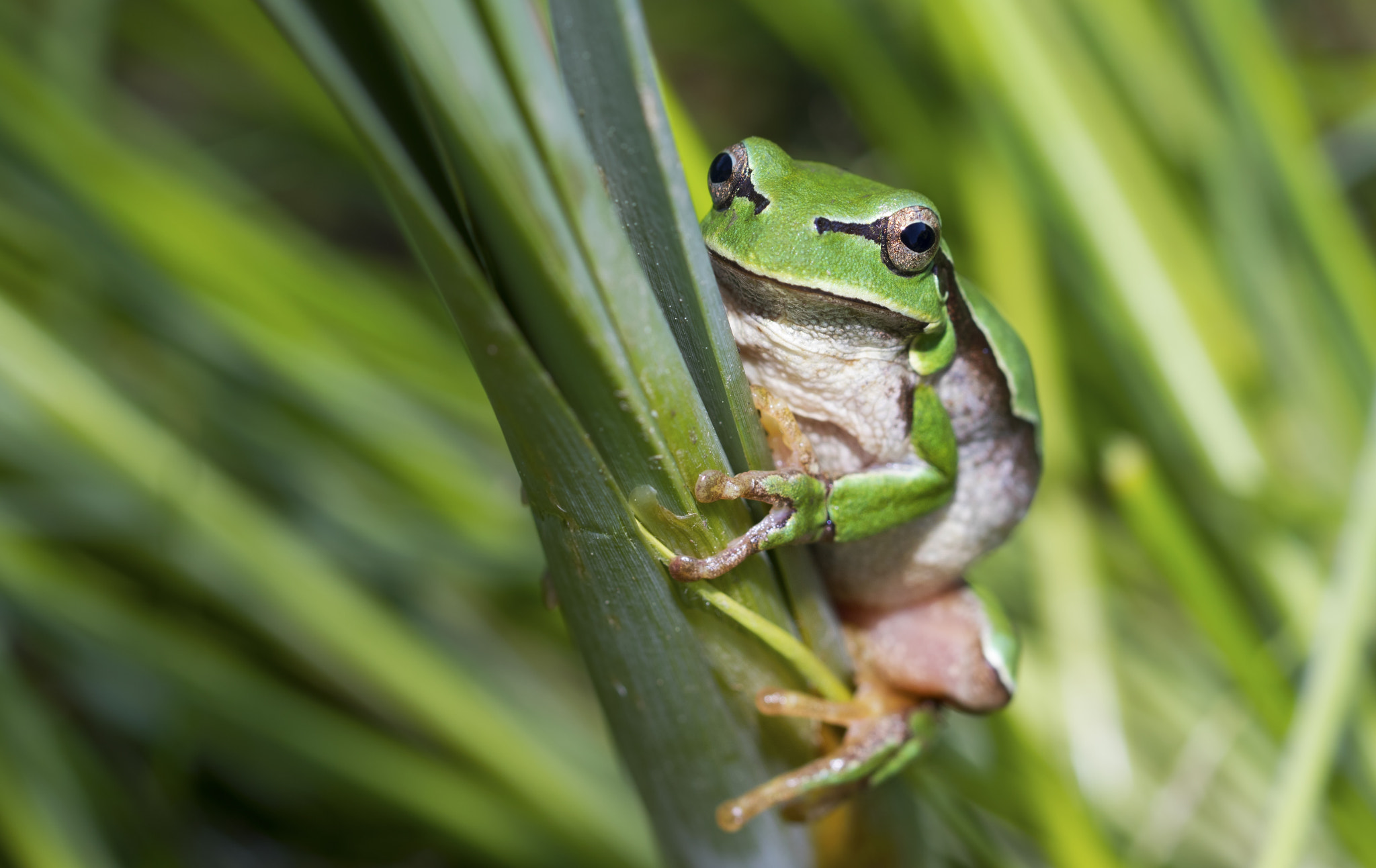 Hyla molleri