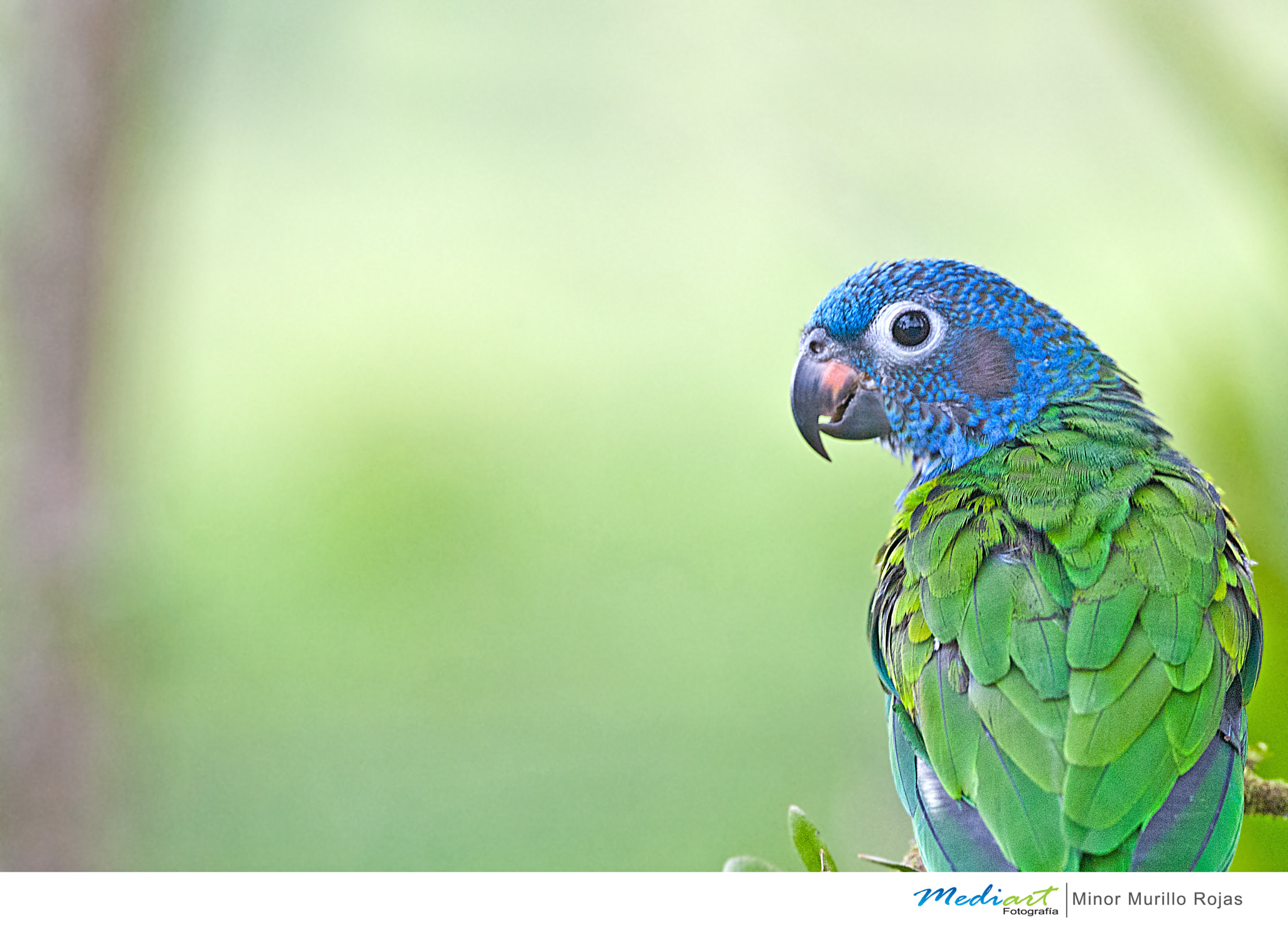 Nikon D700 + Nikon AF-S Nikkor 300mm F4D ED-IF sample photo. Blue headed parrot photography