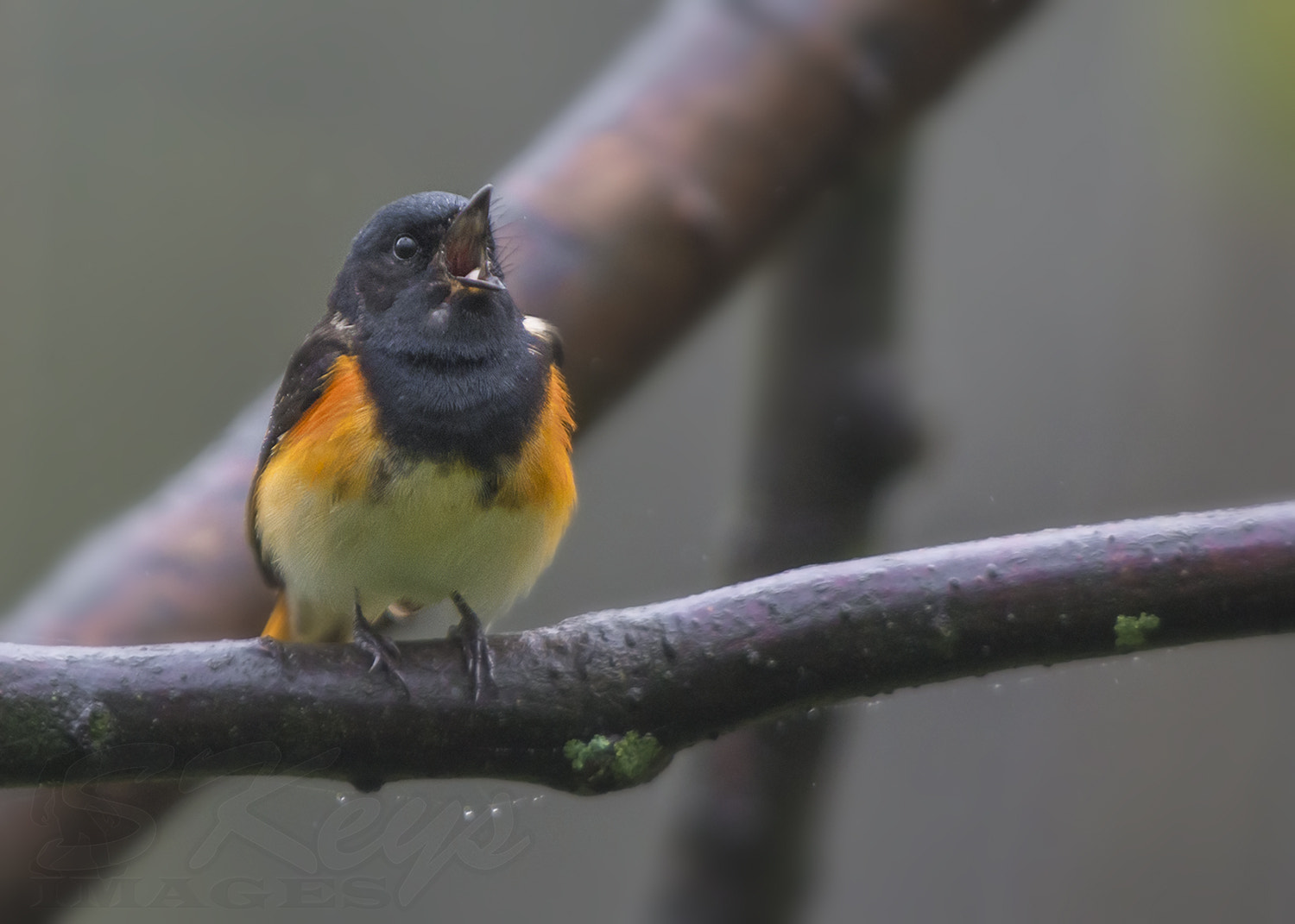 Nikon D7200 + Sigma 500mm F4.5 EX DG HSM sample photo. Catching raindrops (american redstart) photography