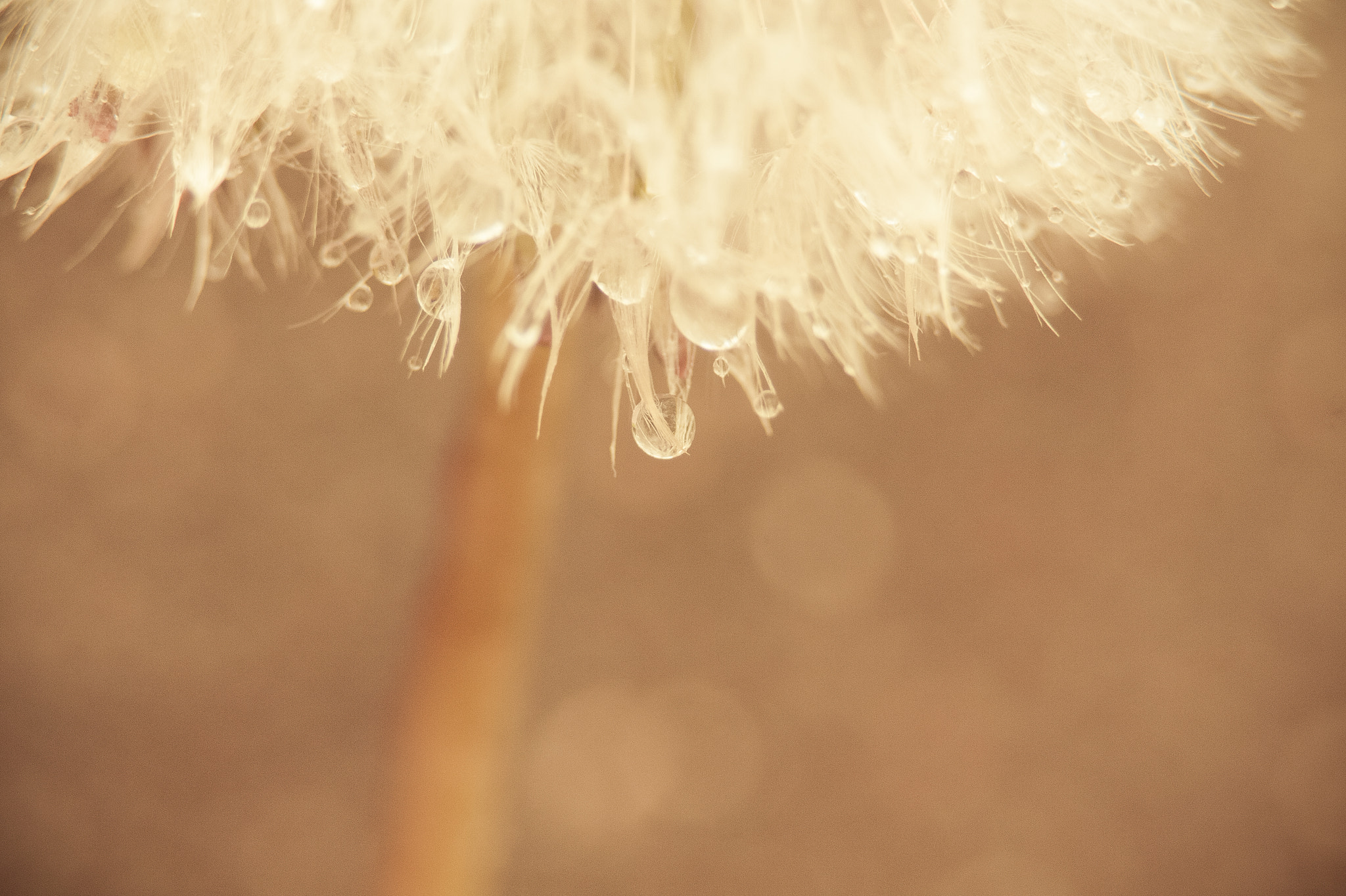 Canon EOS 40D + EF75-300mm f/4-5.6 sample photo. Dandelion photography