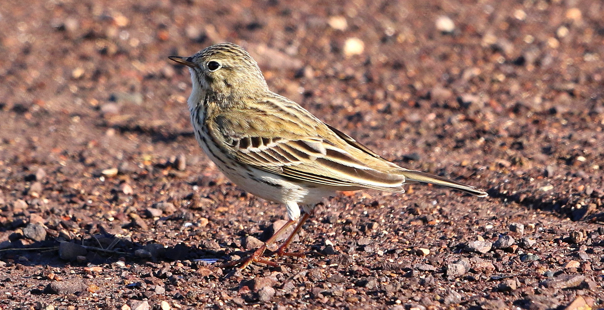 Canon EF 500mm F4L IS II USM sample photo. Meadow pipit photography