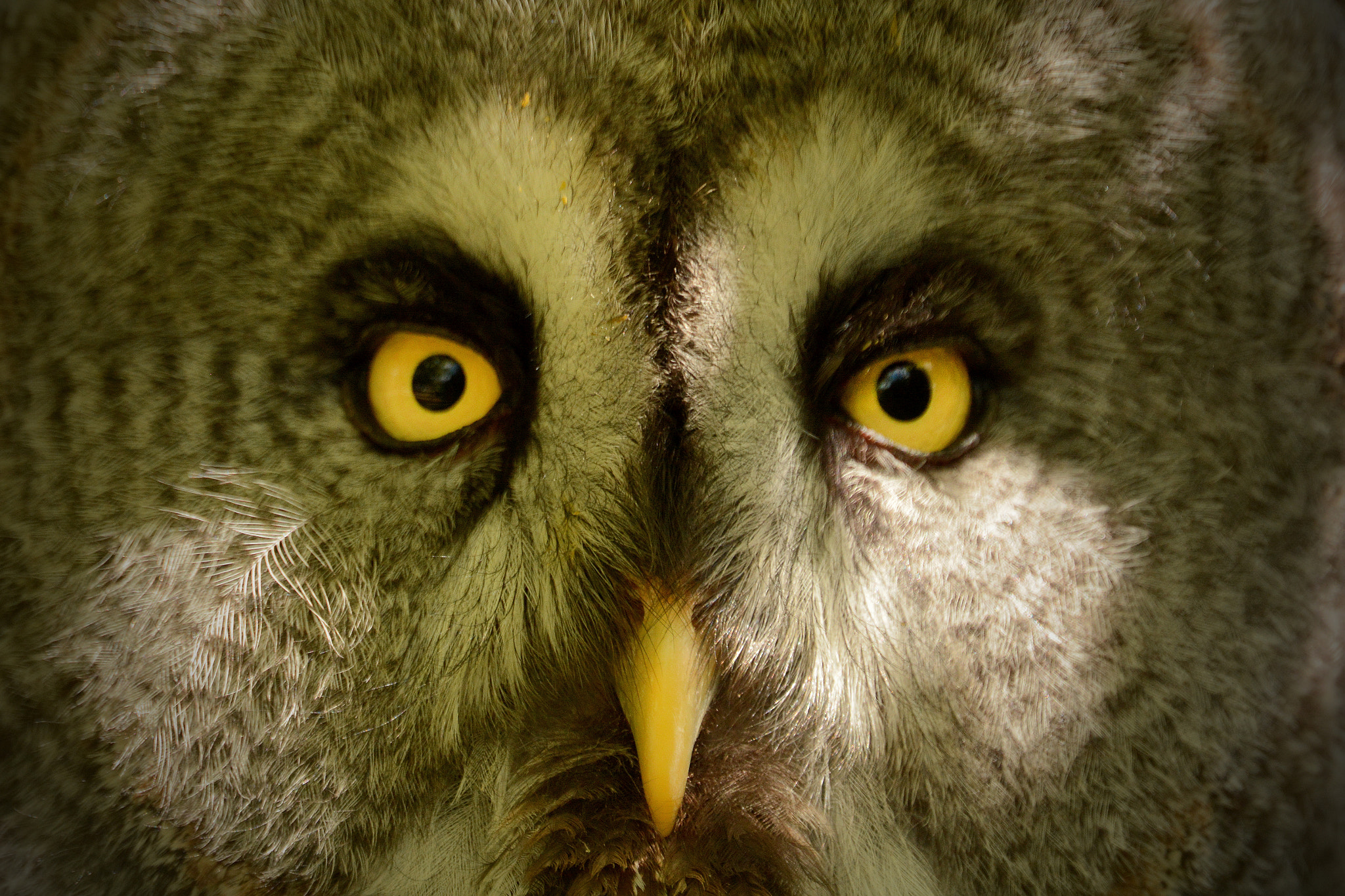 Sigma APO 170-500mm F5-6.3 Aspherical RF sample photo. Animals photography