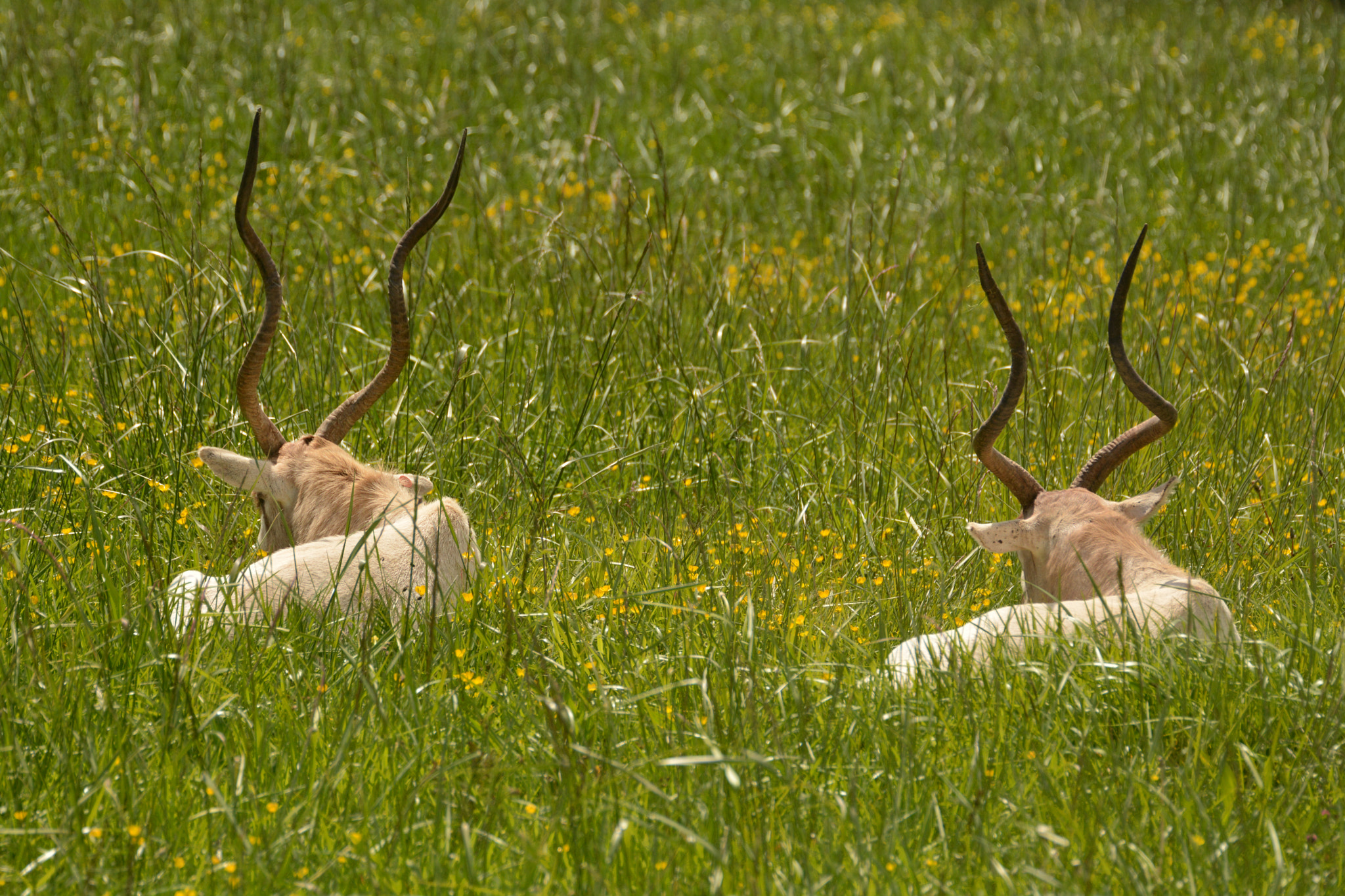 Sigma APO 170-500mm F5-6.3 Aspherical RF sample photo. Animals photography
