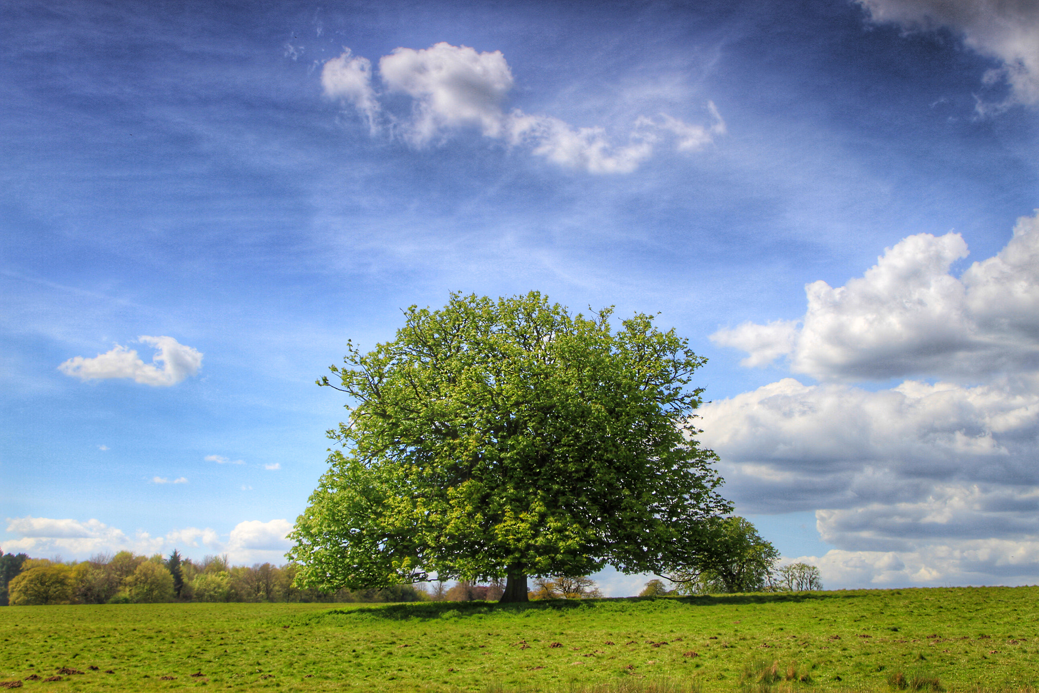 Canon 18-270mm sample photo. Single! tree in a field nr hothfield kent photography