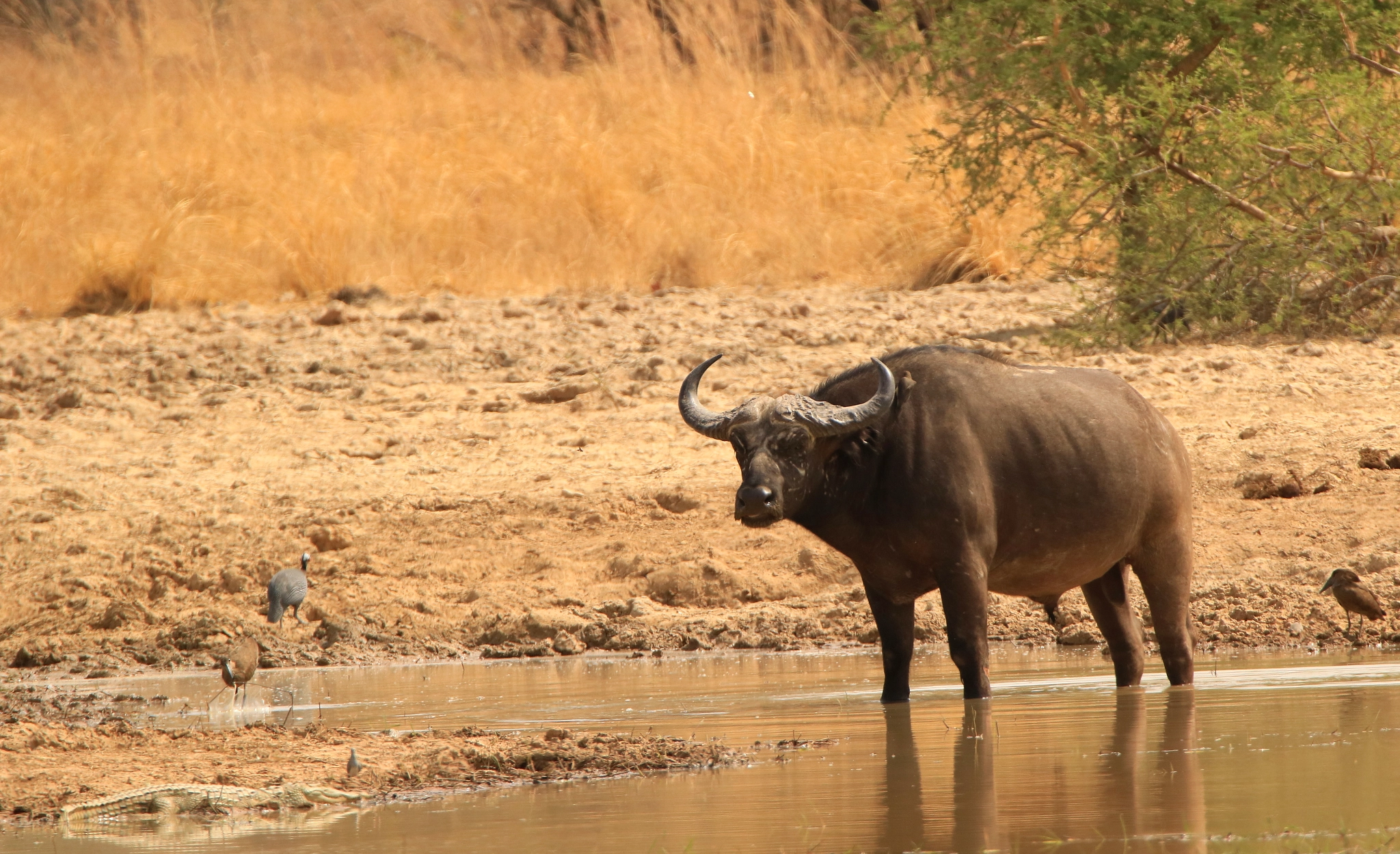 Canon EOS 760D (EOS Rebel T6s / EOS 8000D) + Tamron SP 150-600mm F5-6.3 Di VC USD sample photo. West african savanna buffalo bull photography