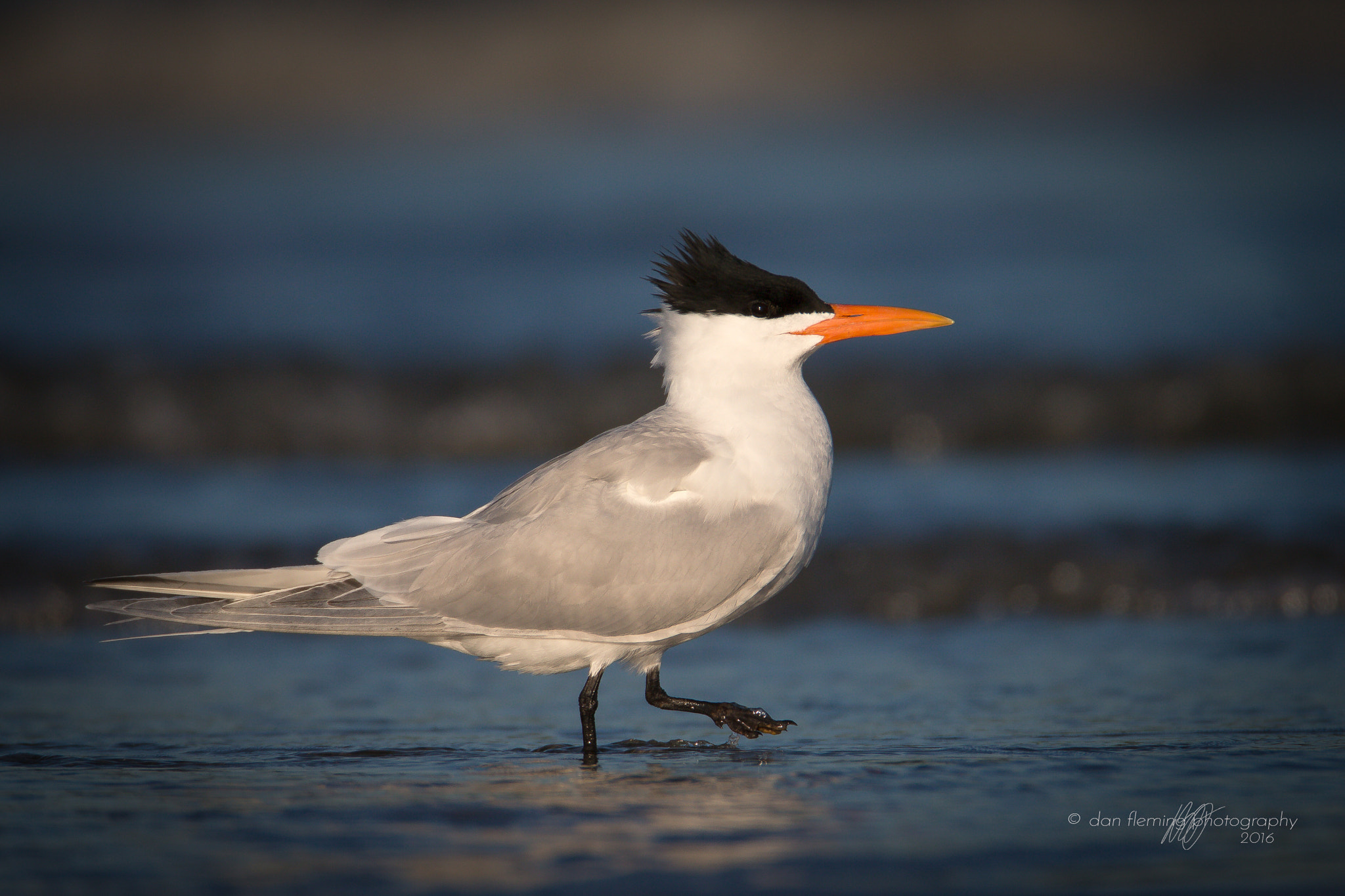 Canon EF 600mm F4L IS USM sample photo. A step in the right direction photography